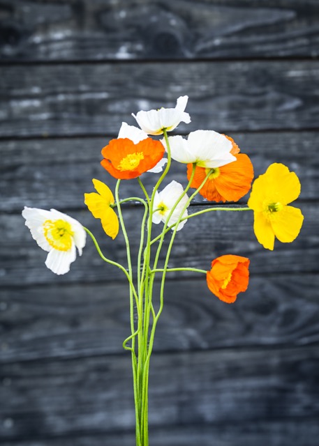 PAPAVER nudicaule Champagne Bubbles