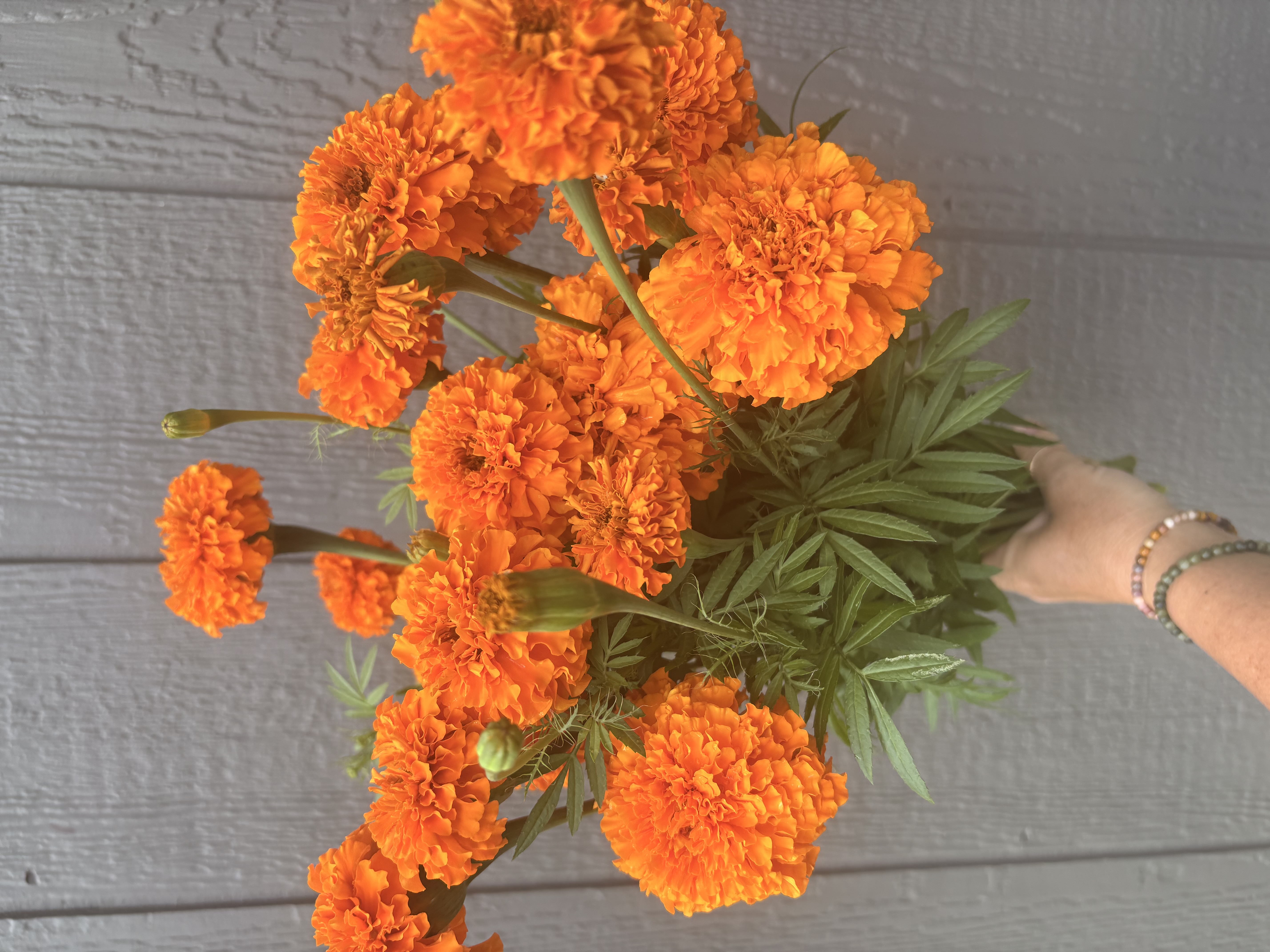TAGETES erecta Xochi Orange