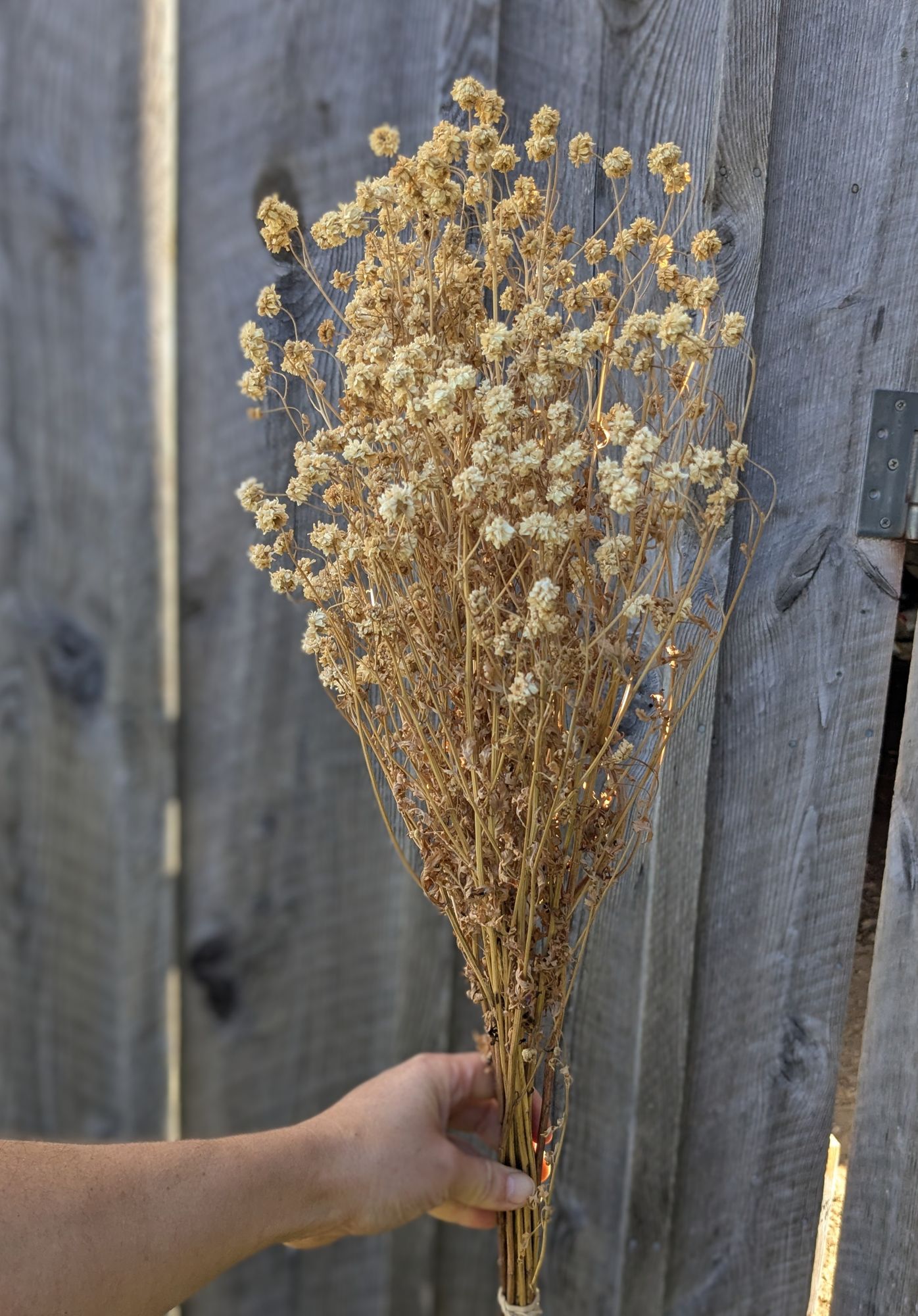TANACETUM parthenium Tetra