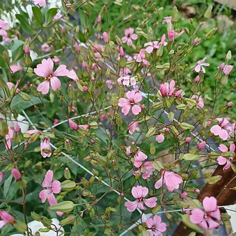 VACCARIA hispanica Beauty Pink