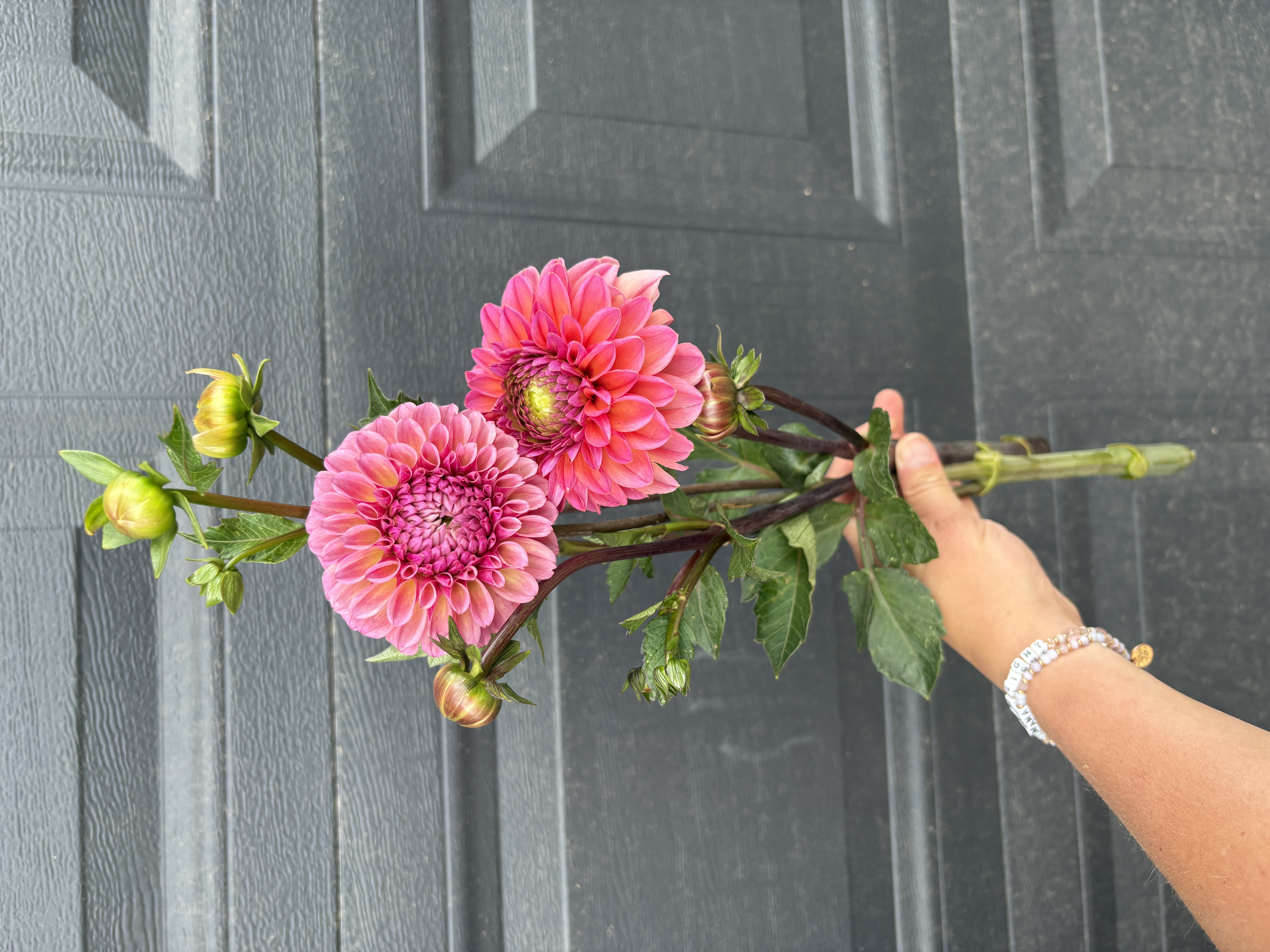DAHLIA Ball