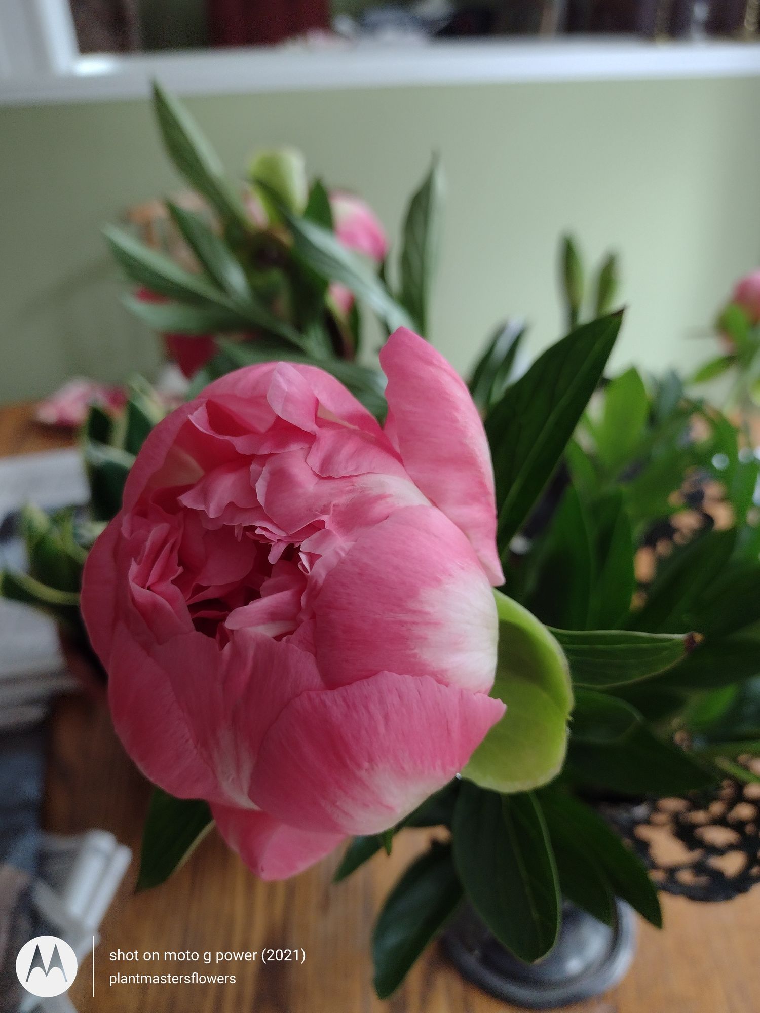 PAEONIA lactiflora Coral Charm