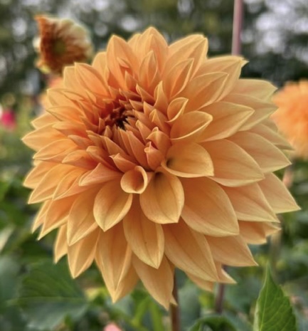 DAHLIA