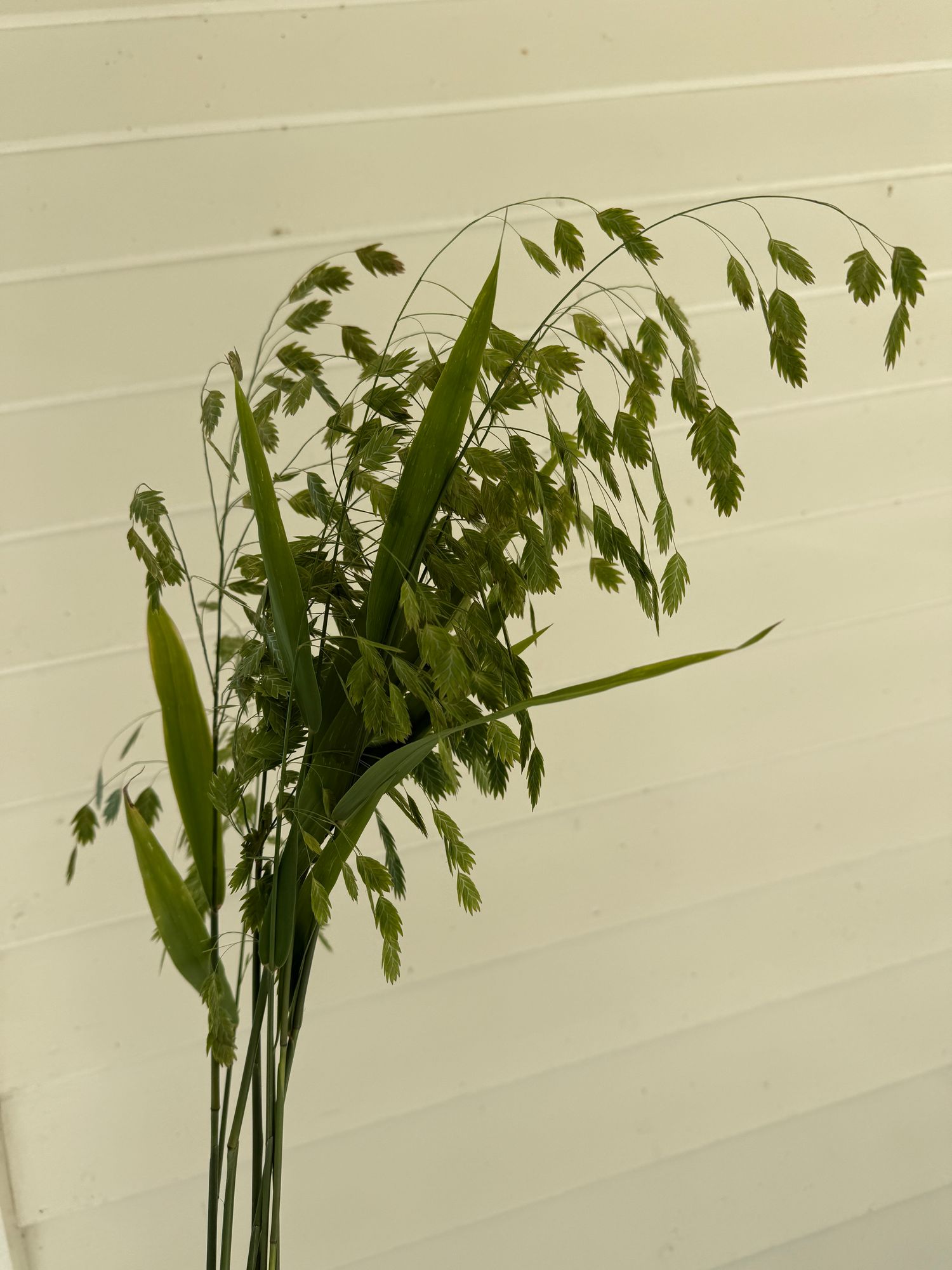 CHASMANTHIUM latifolium