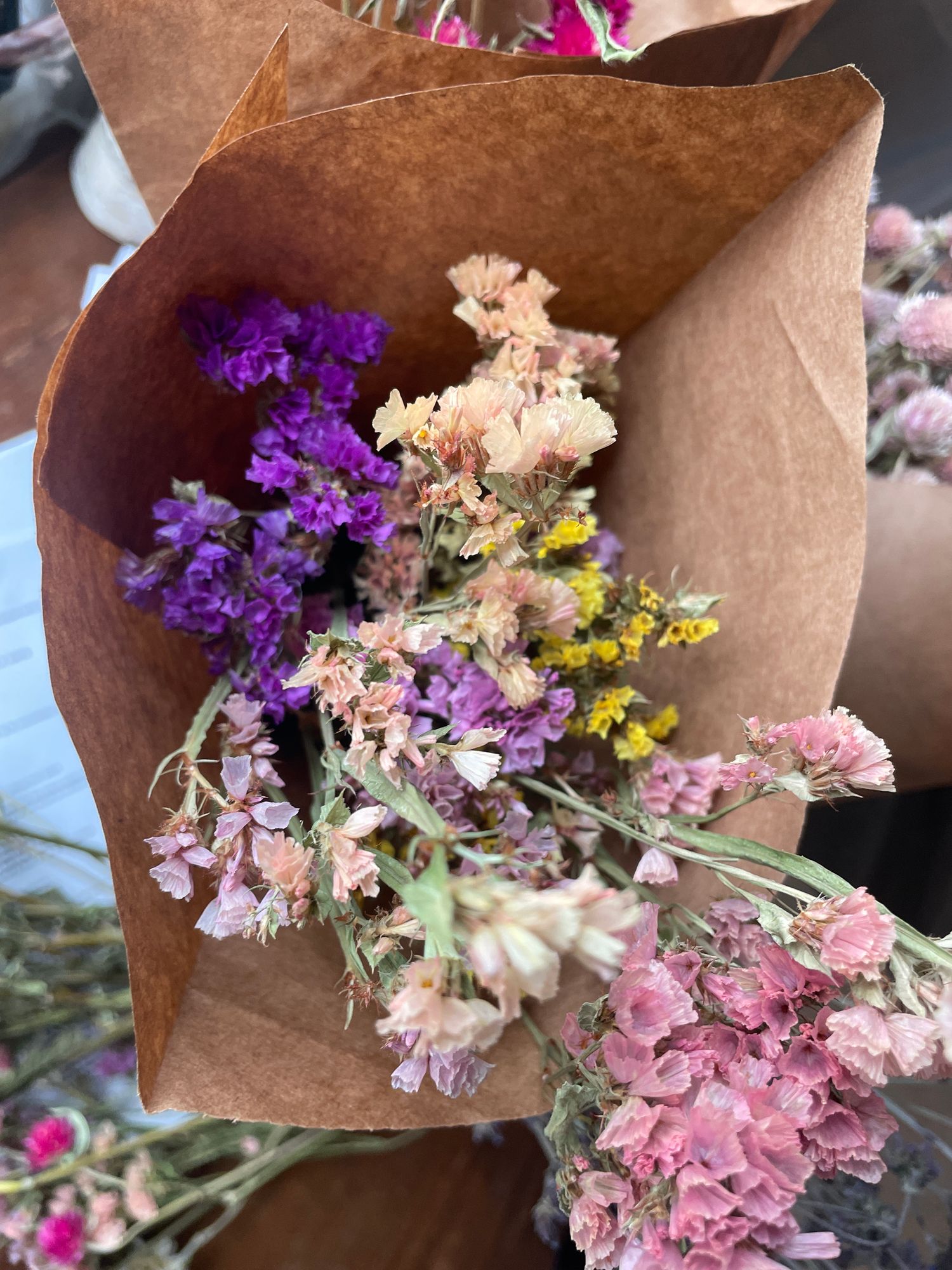 LIMONIUM sinuatum Apricot Beauty