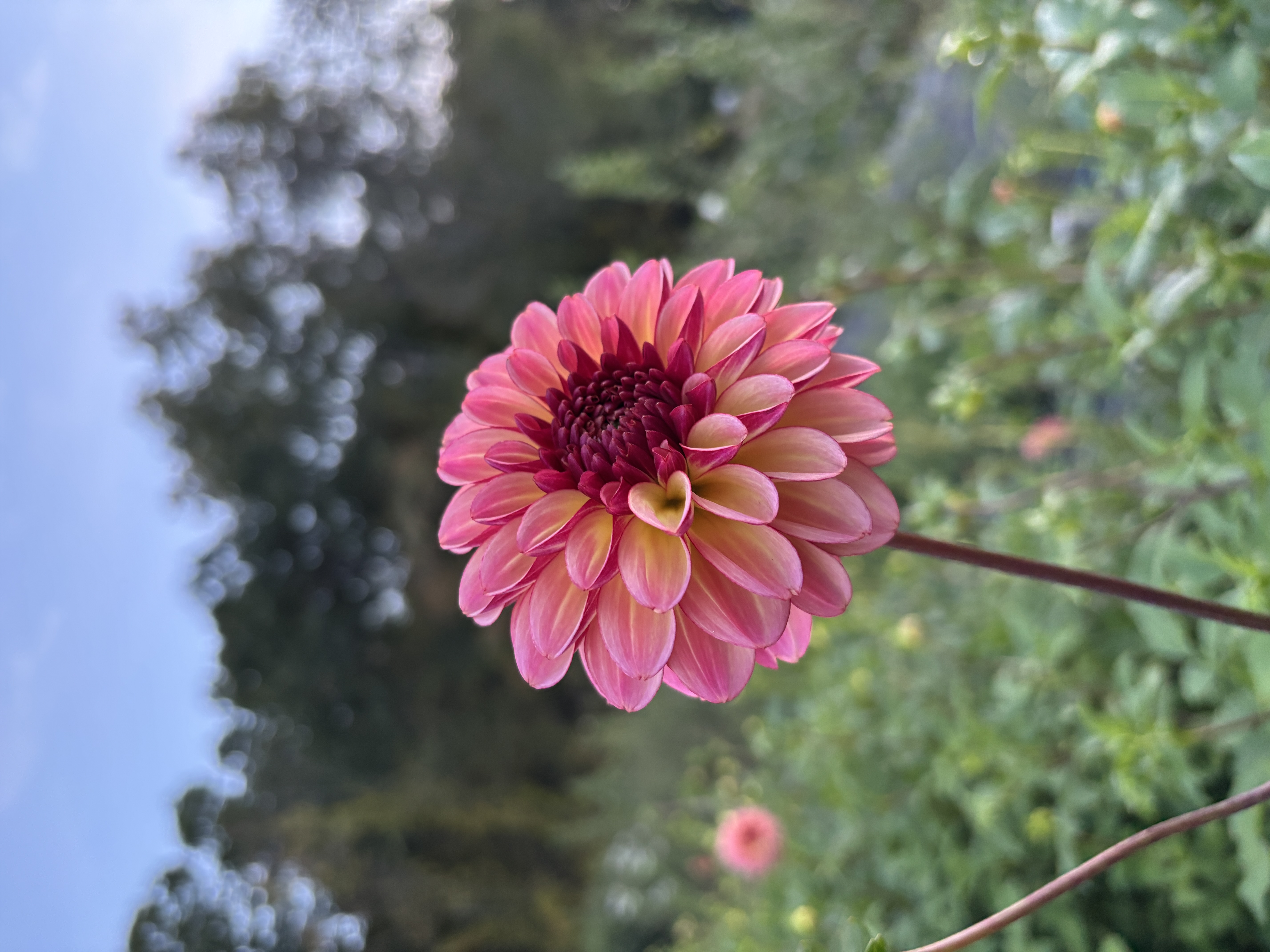 DAHLIA Foxy Lady