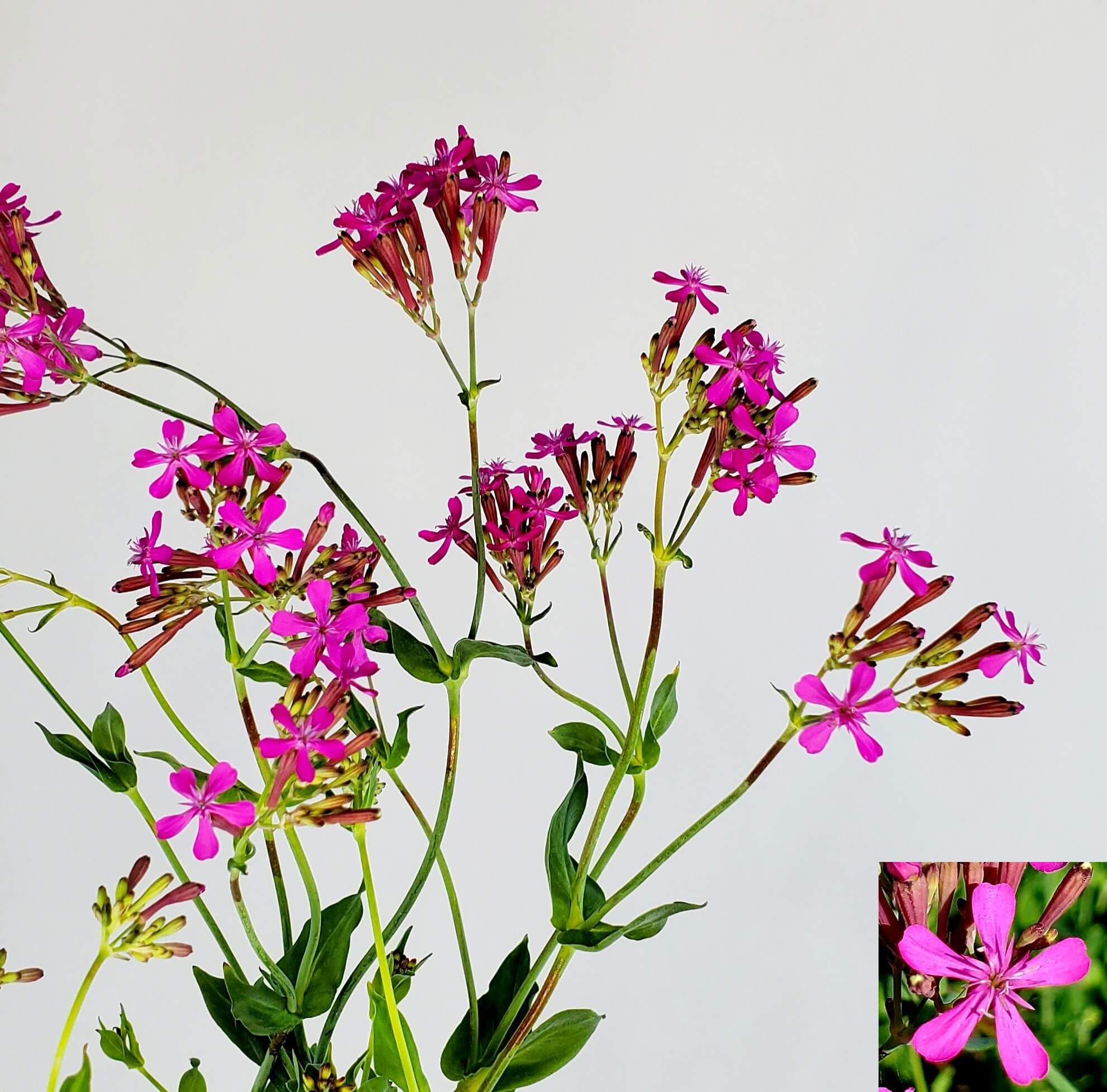 SILENE baccifer