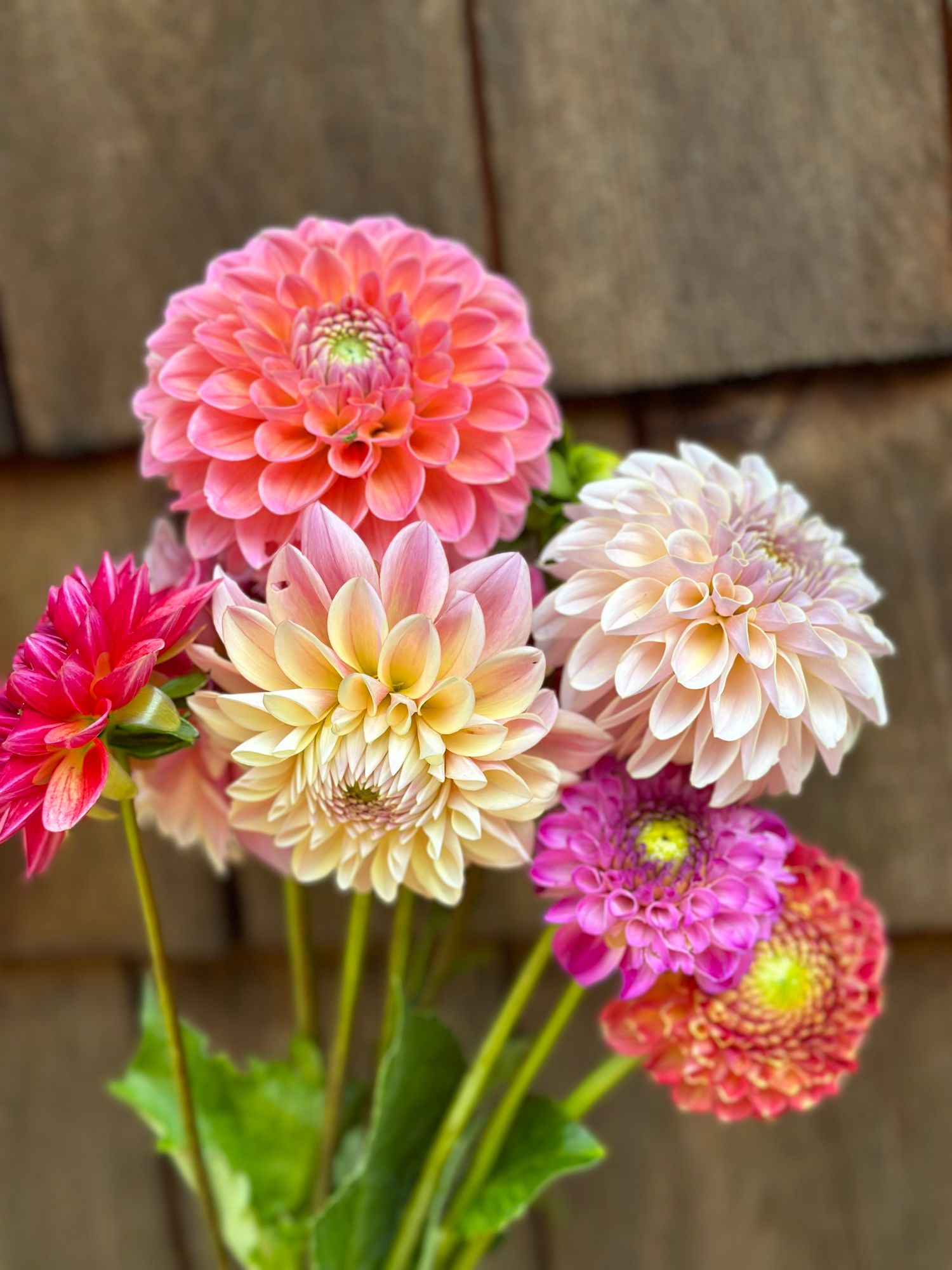 DAHLIA
