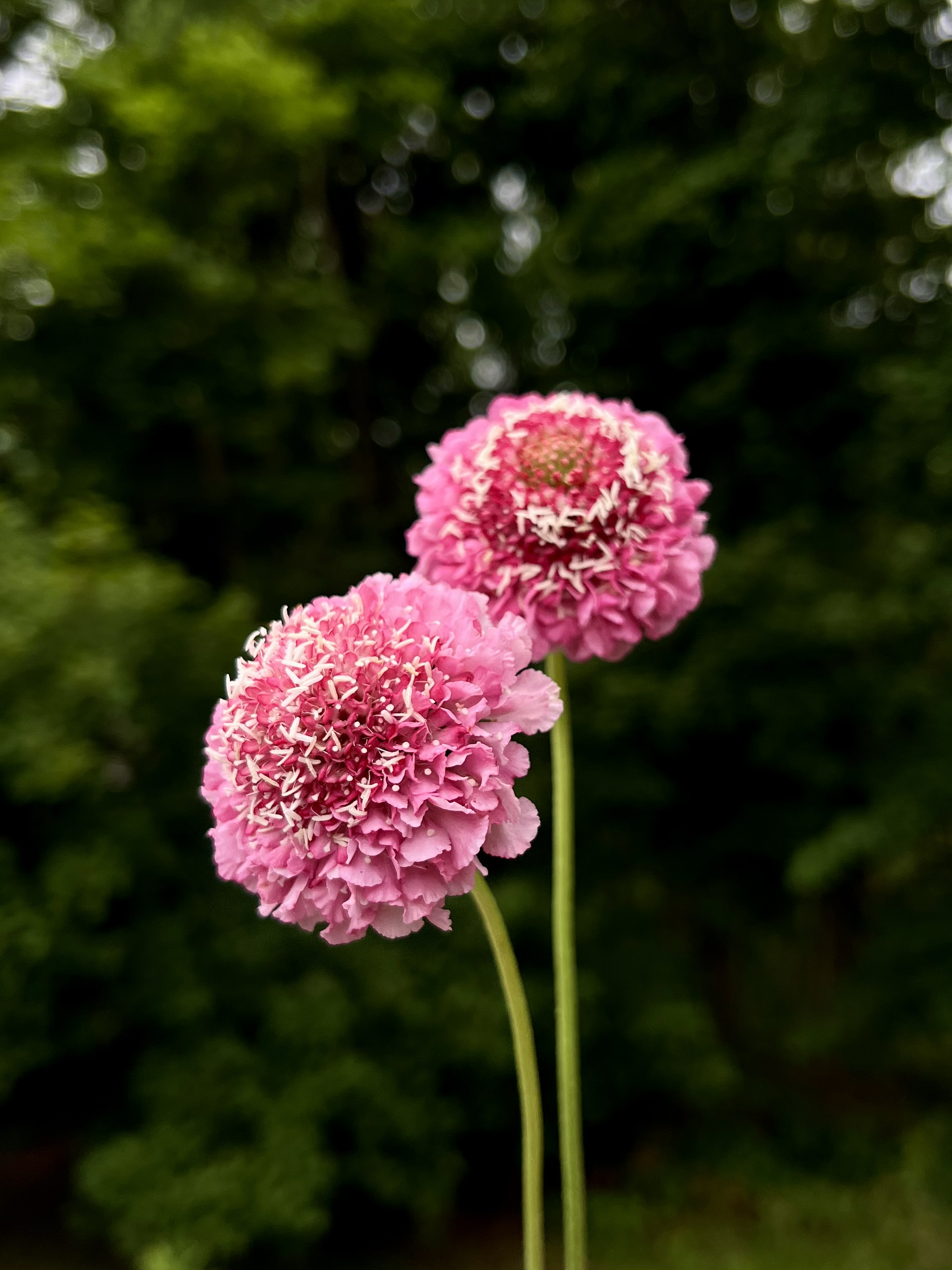 SCABIOSA atropurpurea Salmon Rose