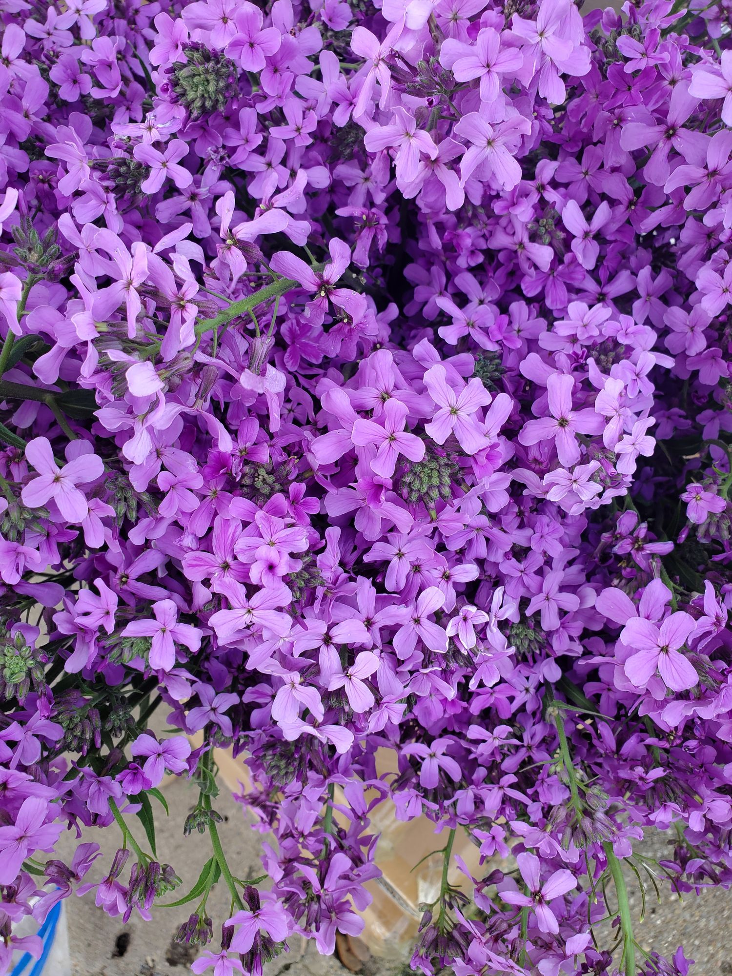 HESPERIS matronalis