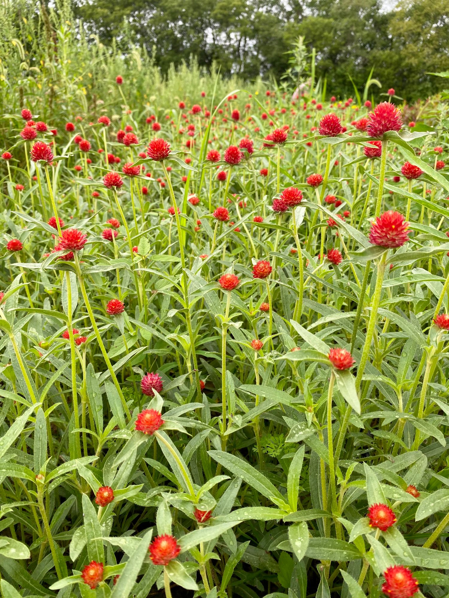 GOMPHRENA haageana Strawberry Fields