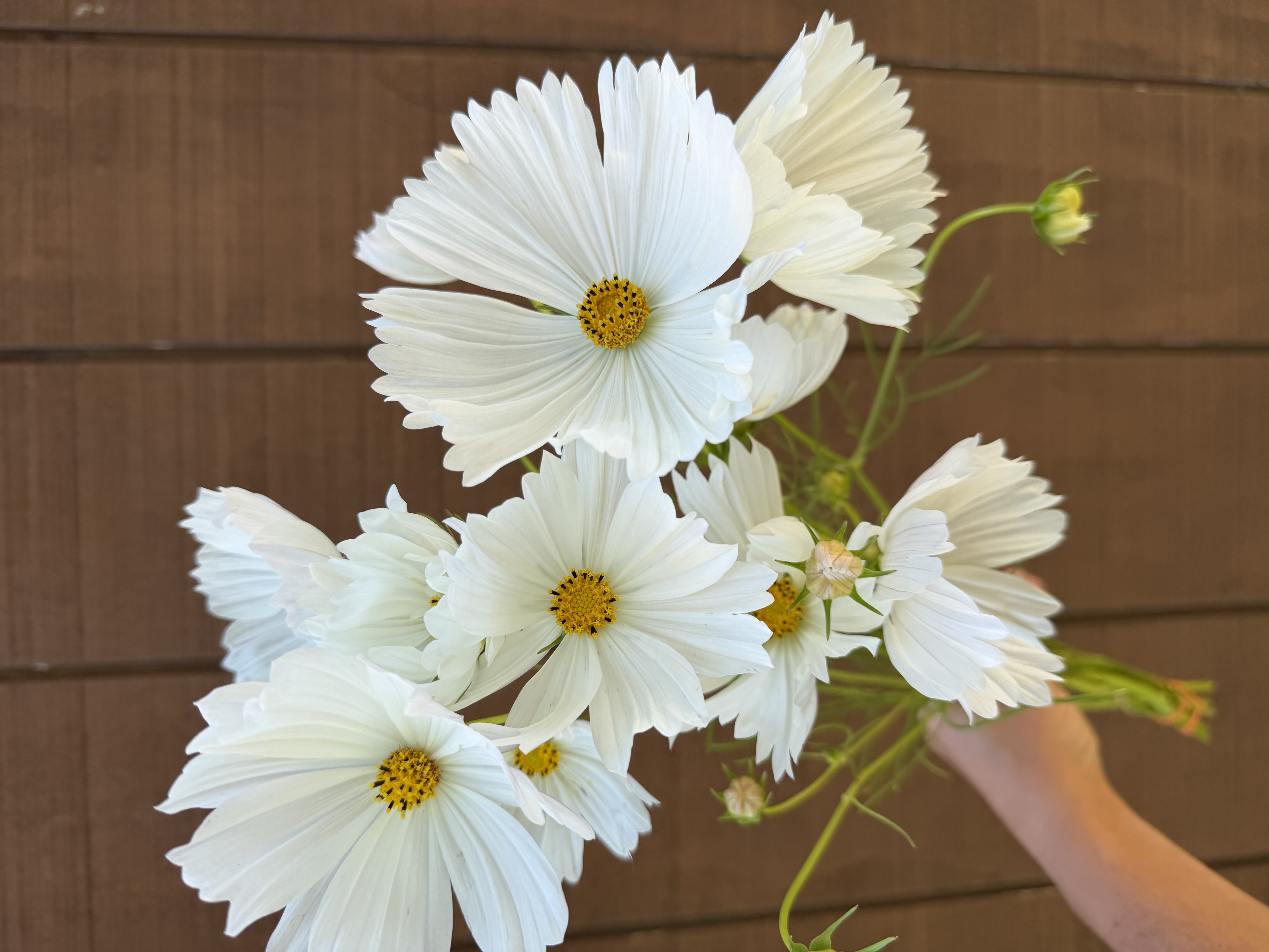 COSMOS bipinnatus Cupcakes