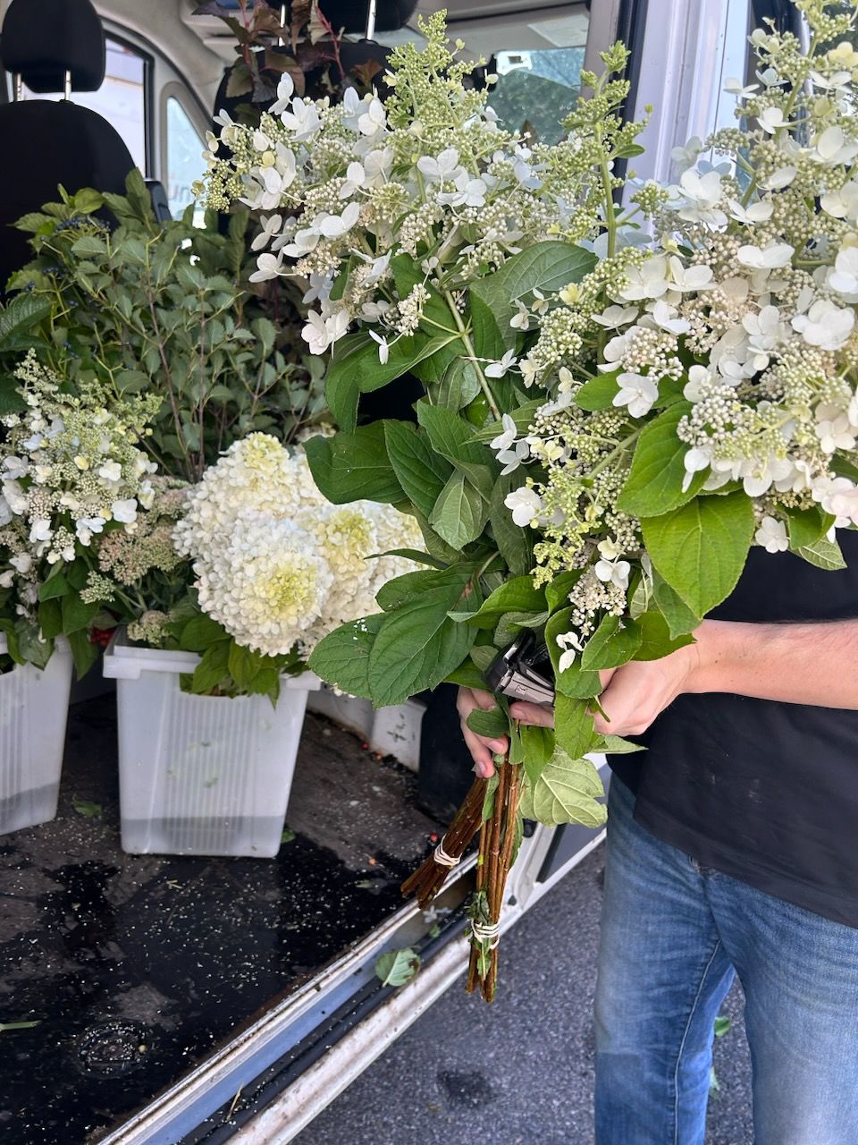 HYDRANGEA paniculata Tardiva