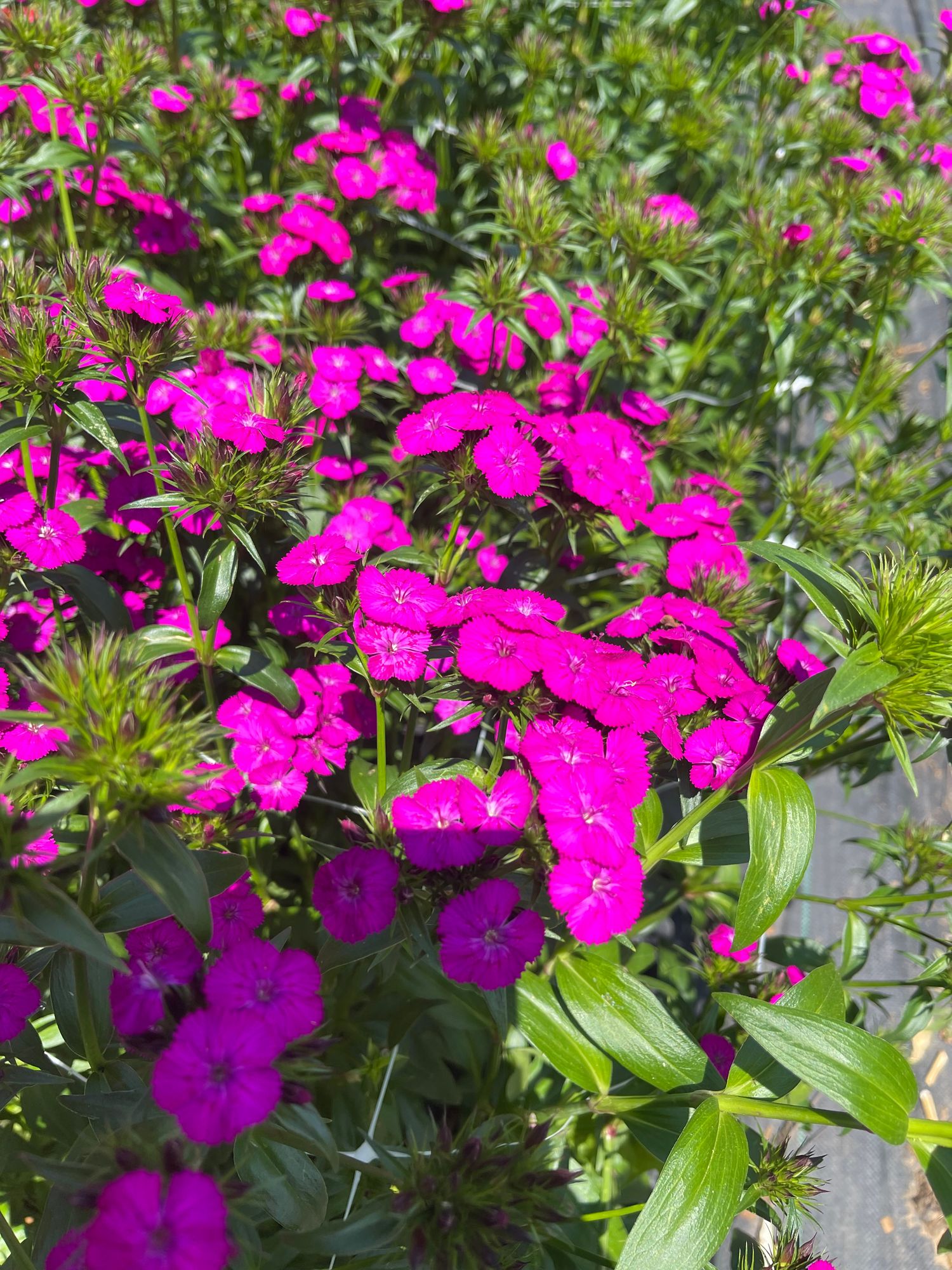 DIANTHUS barbatus Amazon