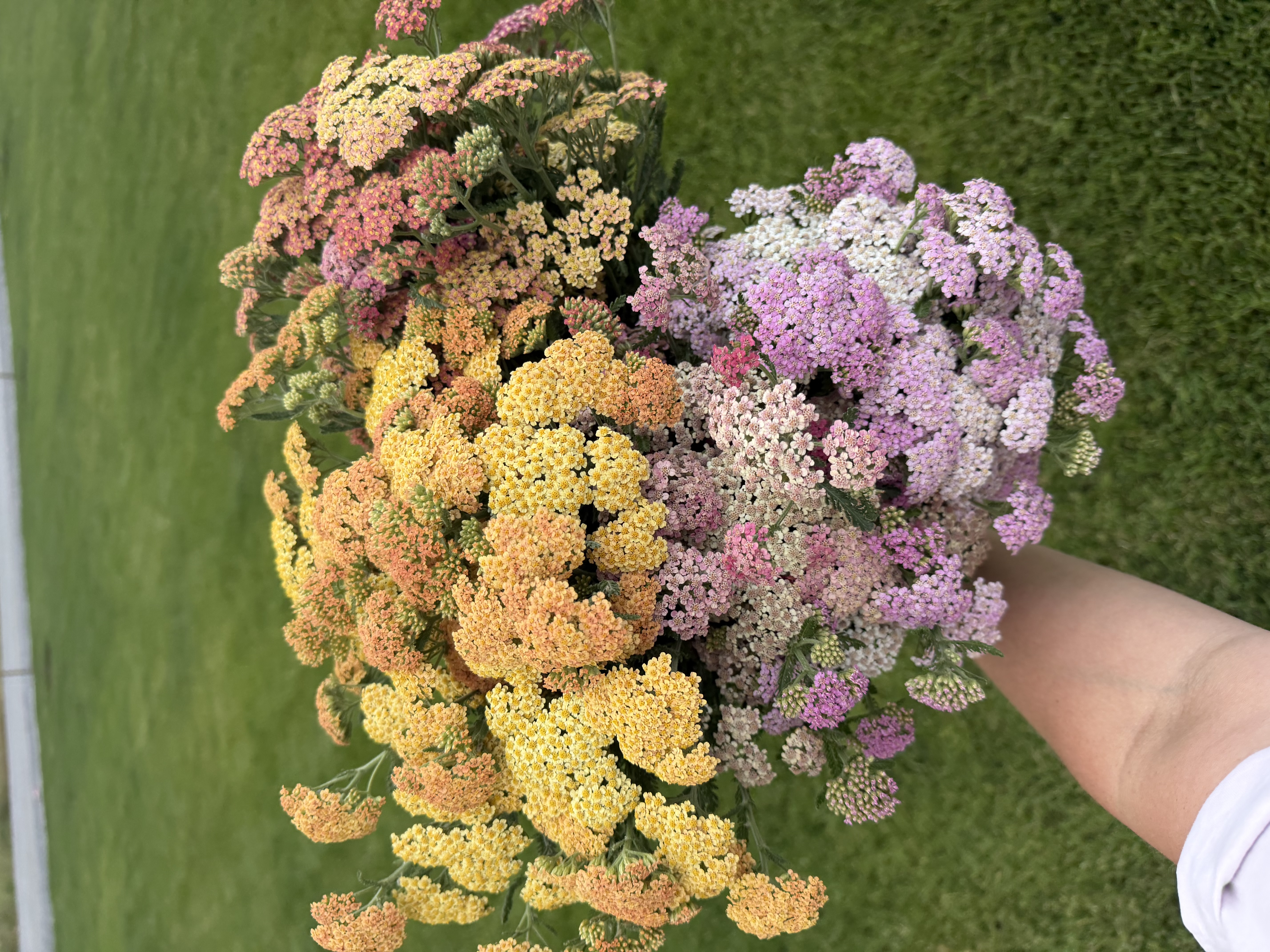 ACHILLEA millefolium Summer Pastels