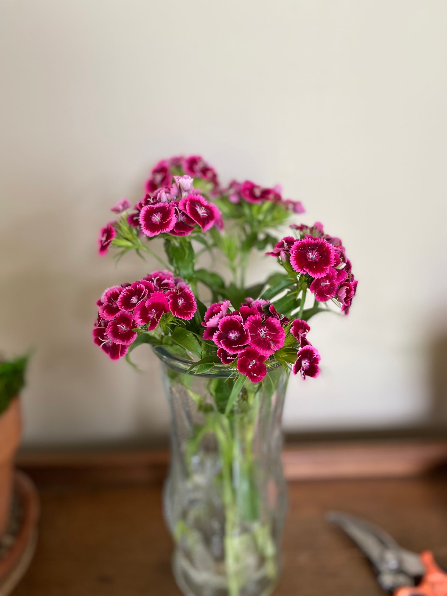 DIANTHUS