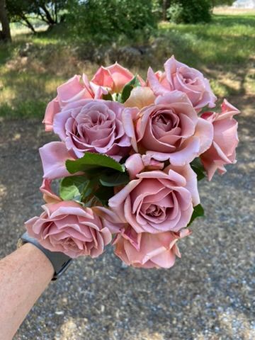 ROSA hybrida Koko Loco