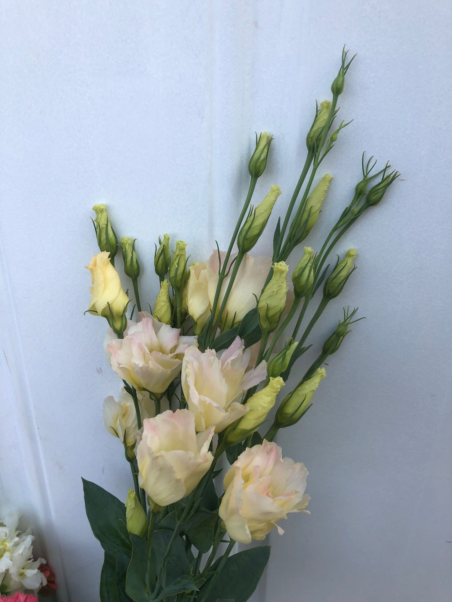 EUSTOMA grandiflorum Super Magic