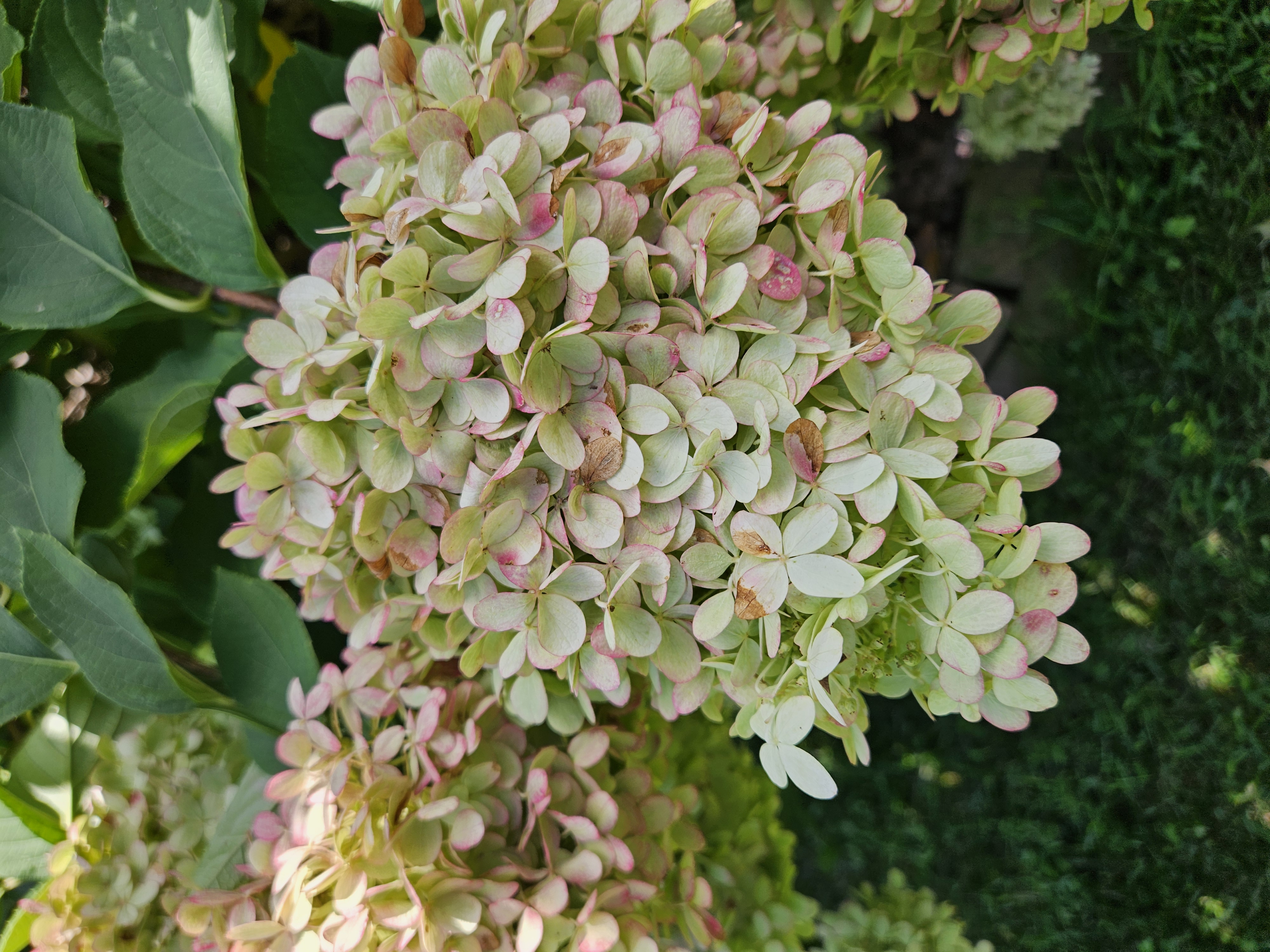 HYDRANGEA paniculata Limelight