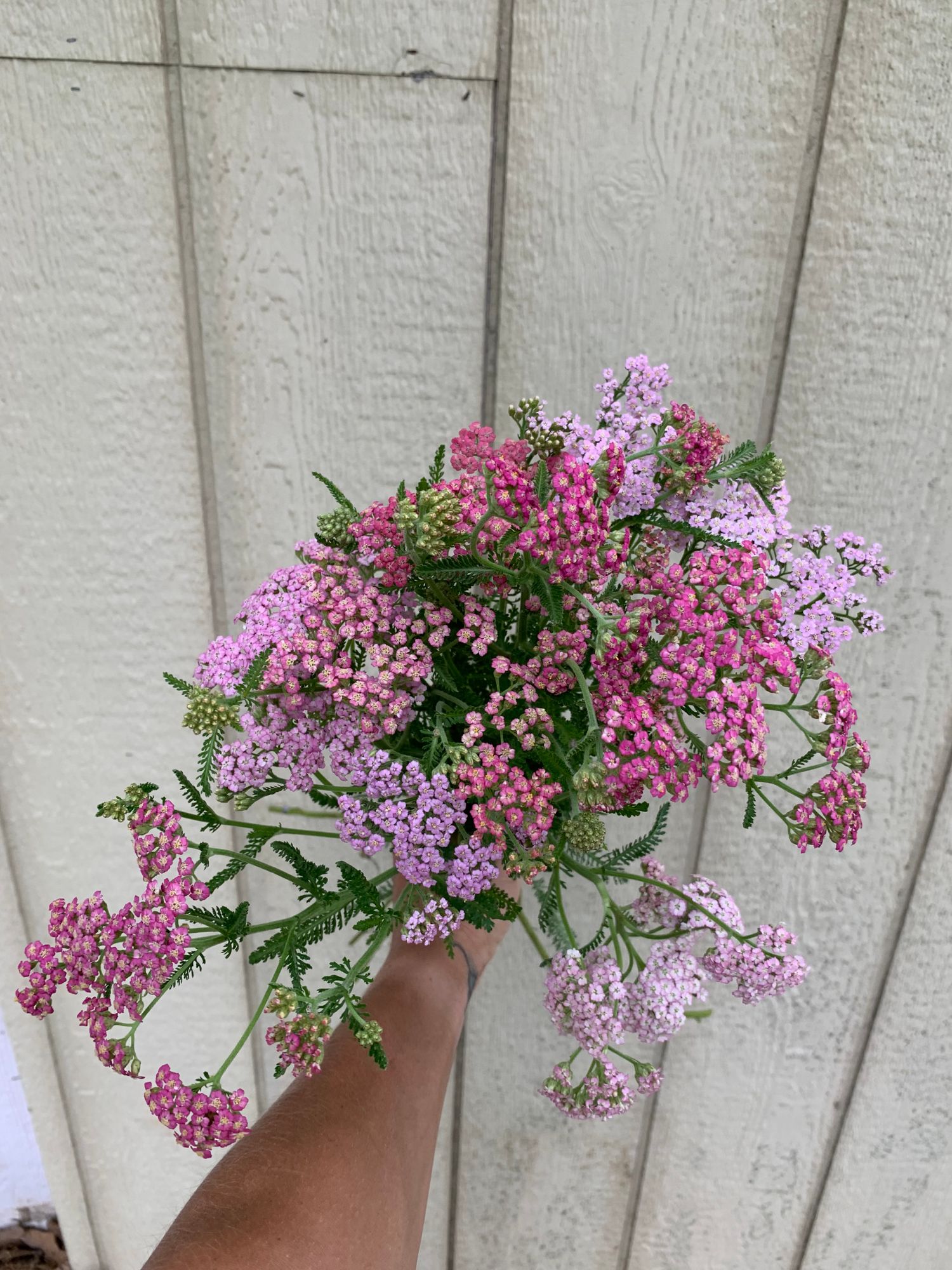ACHILLEA millefolium