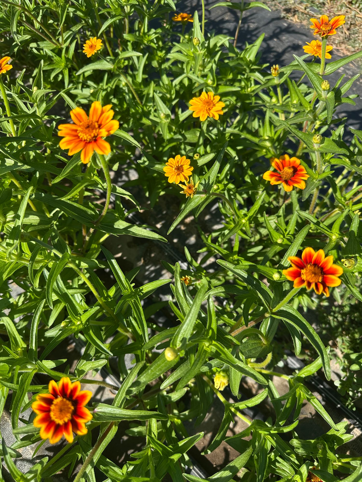 ZINNIA haageana Persian Carpet