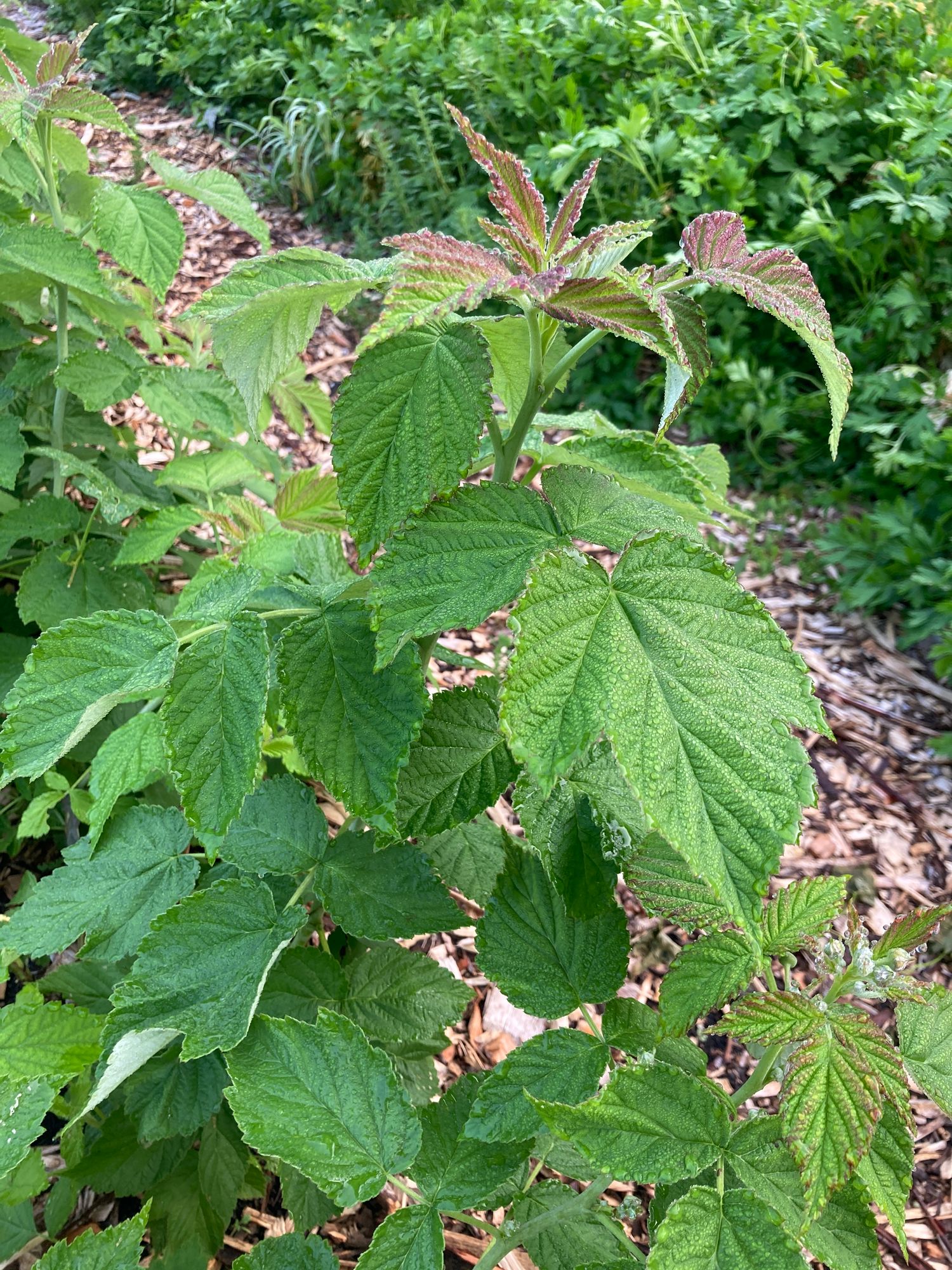 RUBUS idaeus