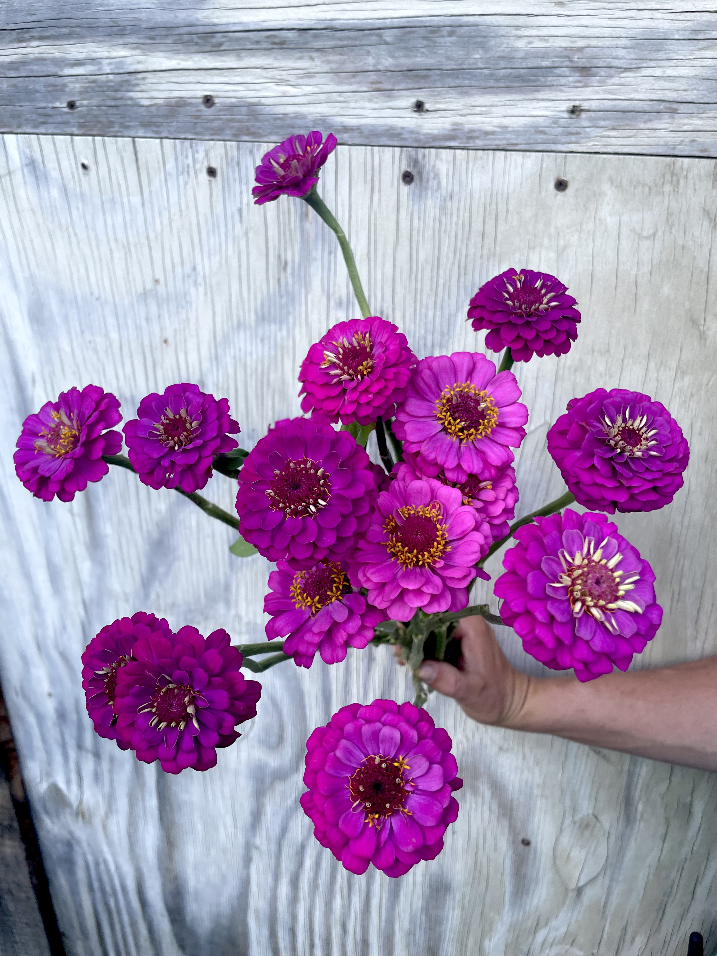 ZINNIA elegans Oklahoma Carmine Rose