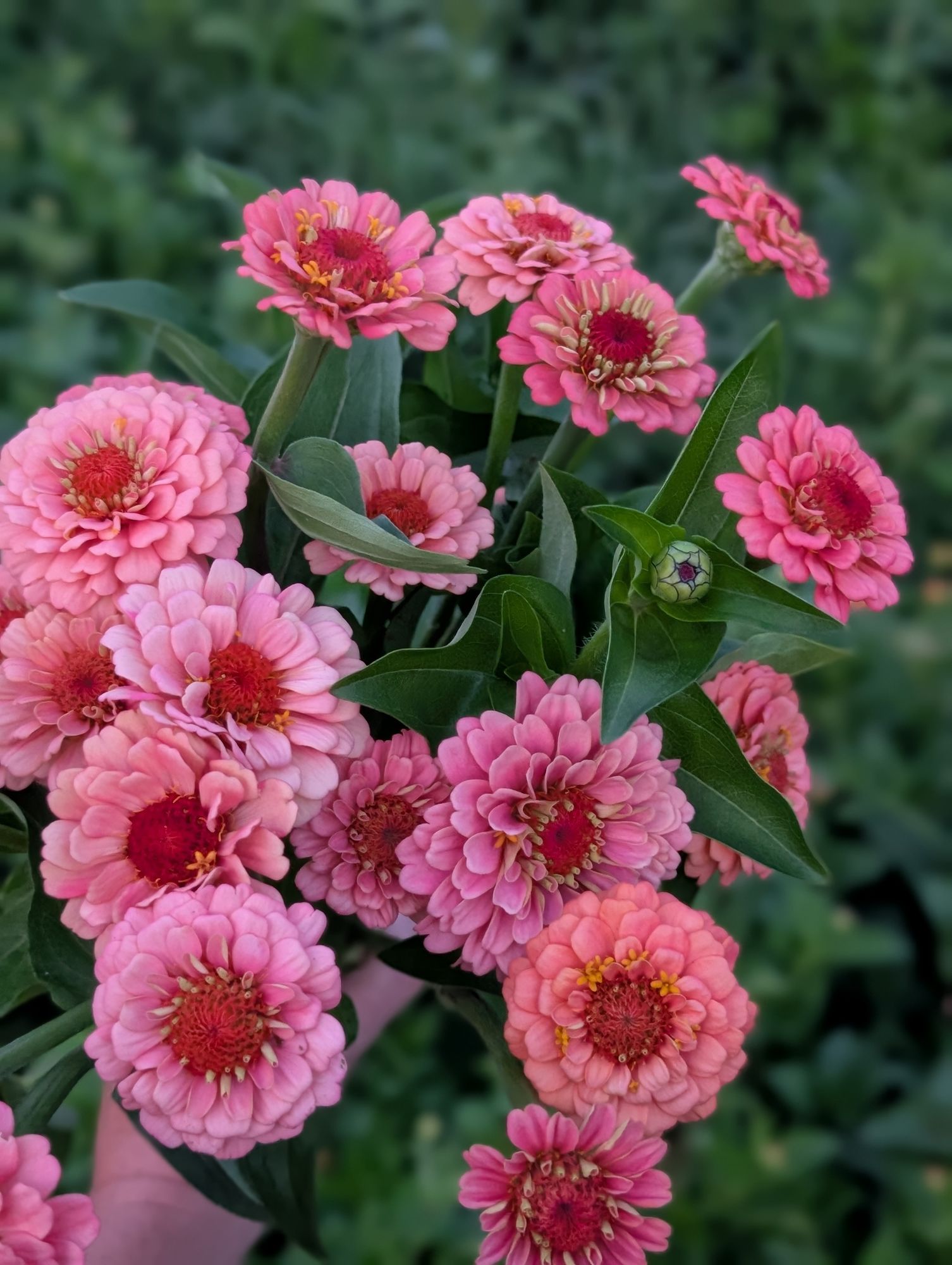 ZINNIA elegans Oklahoma Series
