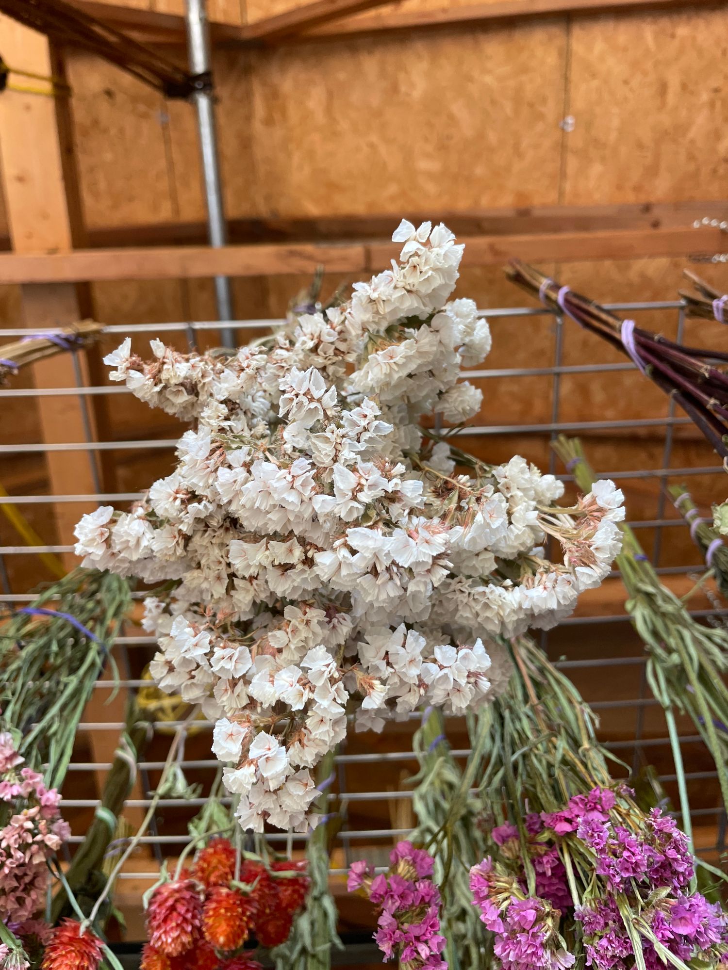 LIMONIUM sinuatum