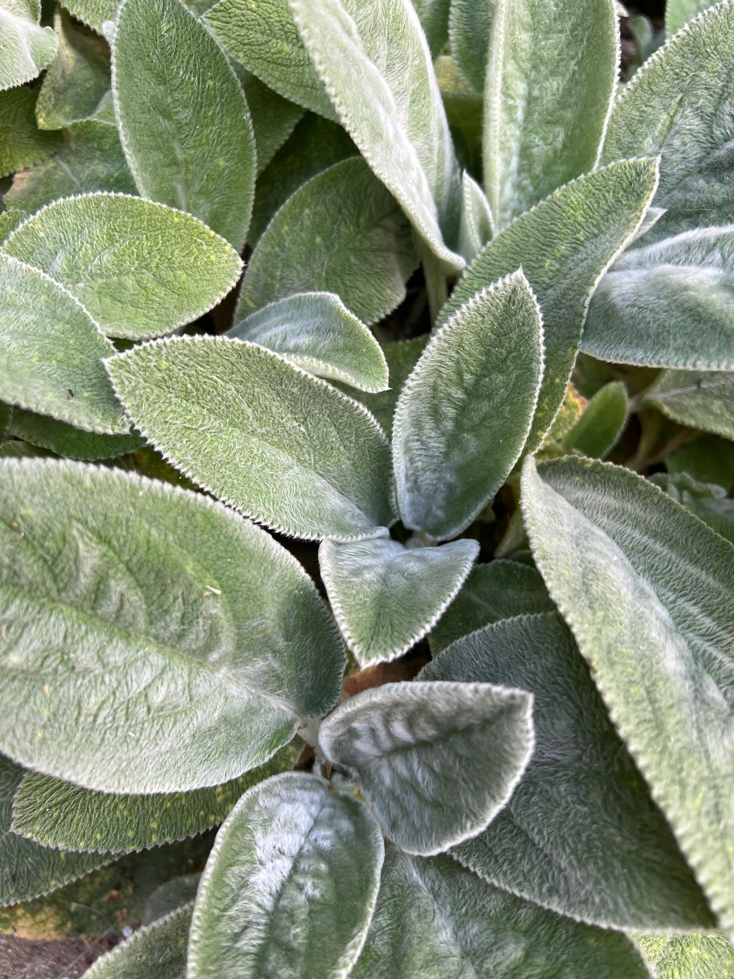 STACHYS byzantina