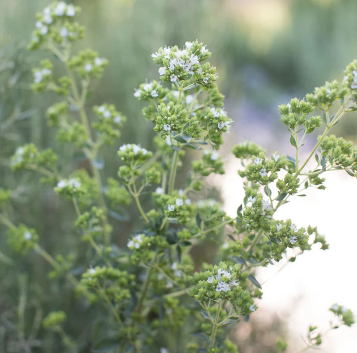 ORIGANUM vulgare ssp. hirtum