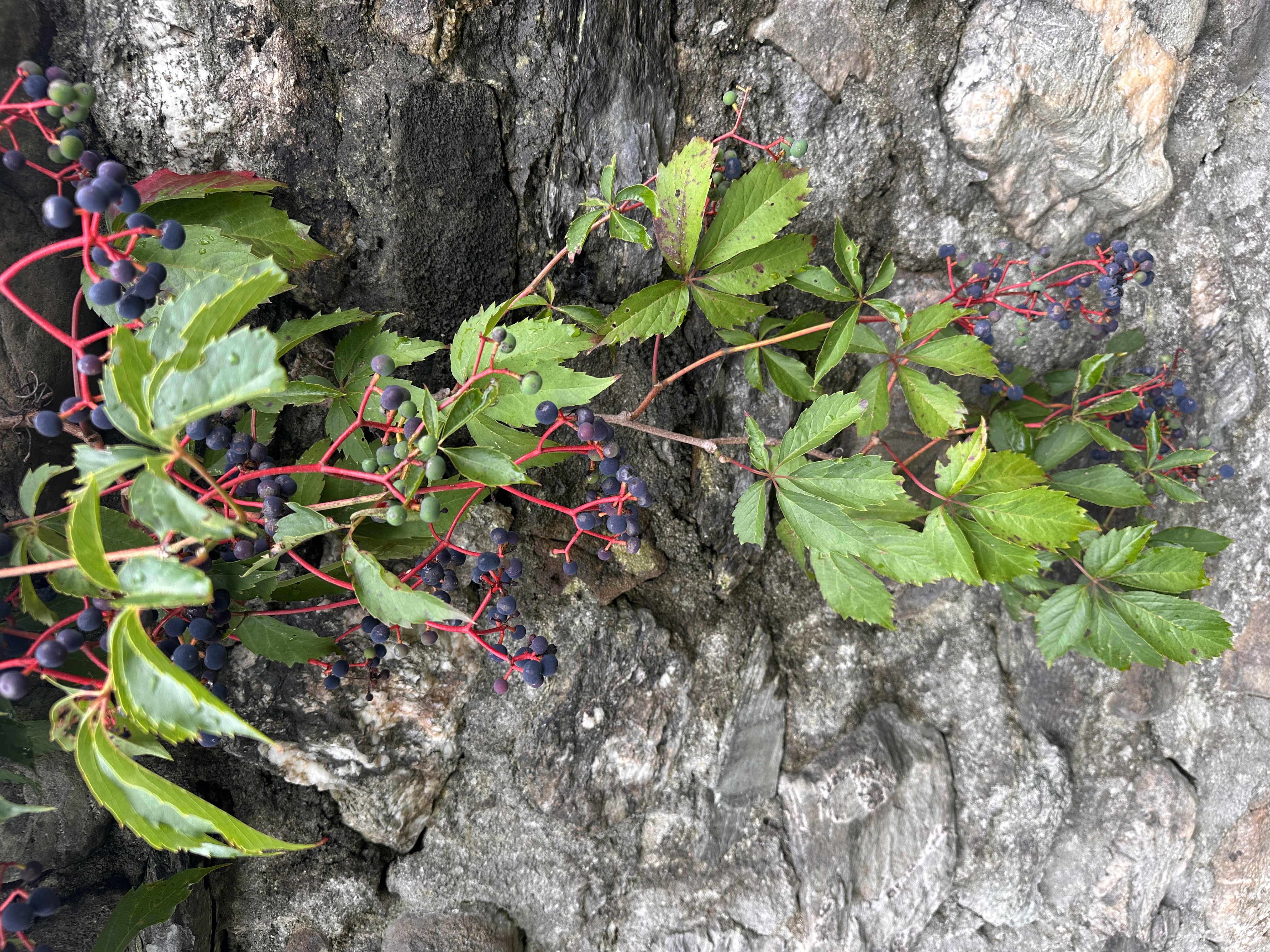 PARTHENOCISSUS quinquefolia
