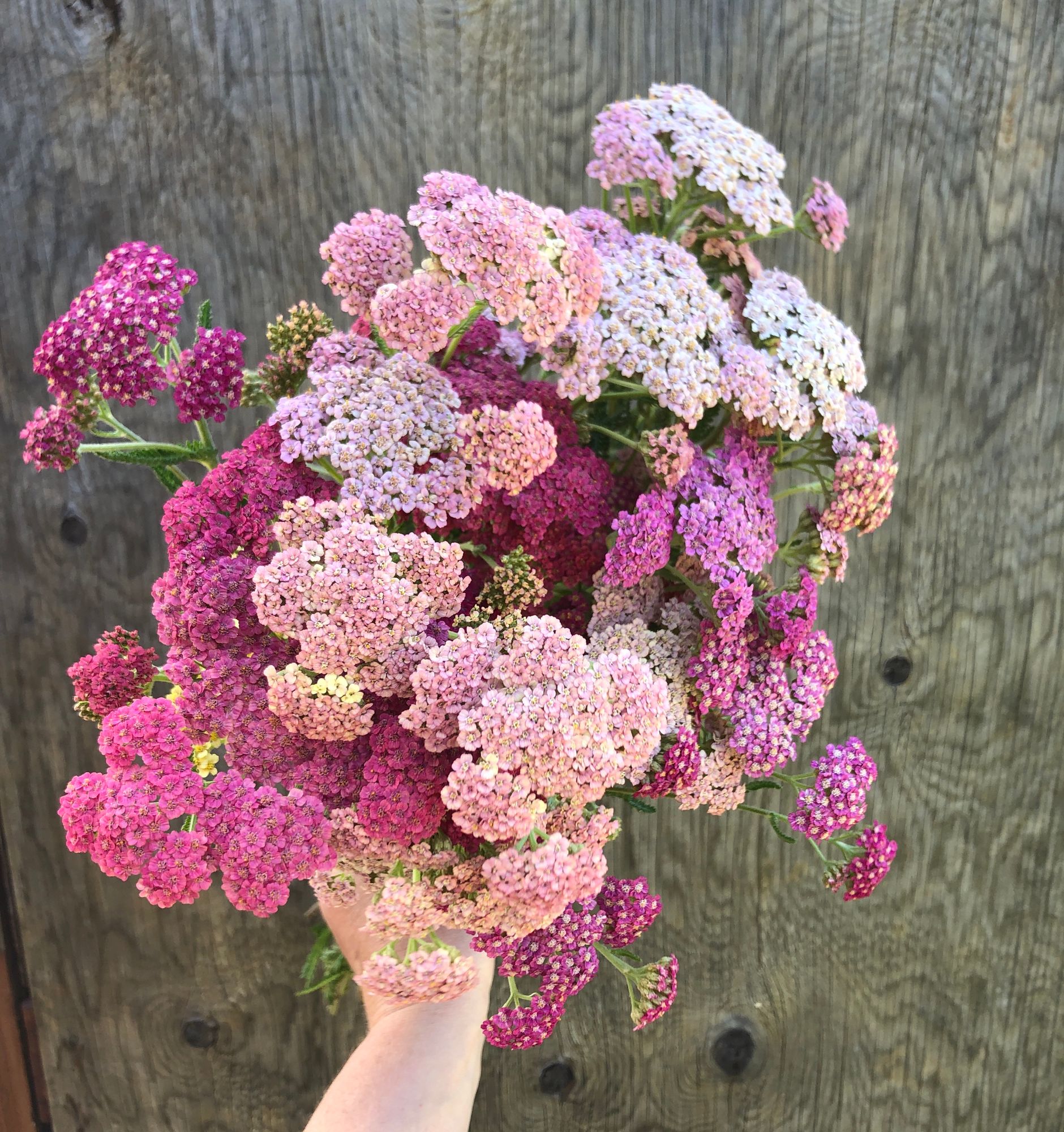 ACHILLEA millefolium Summer Pastels