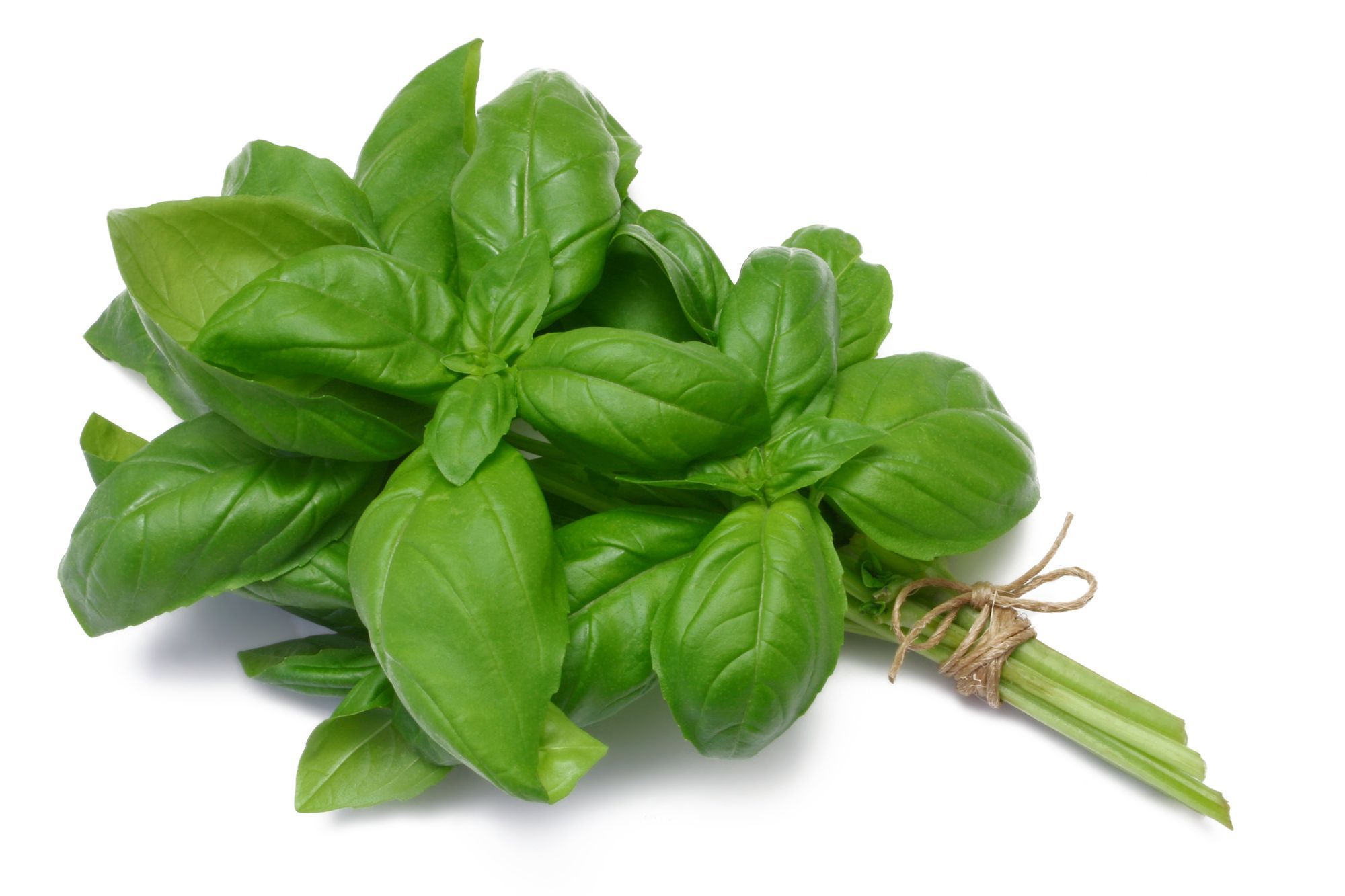 Herbs: Basil, Green