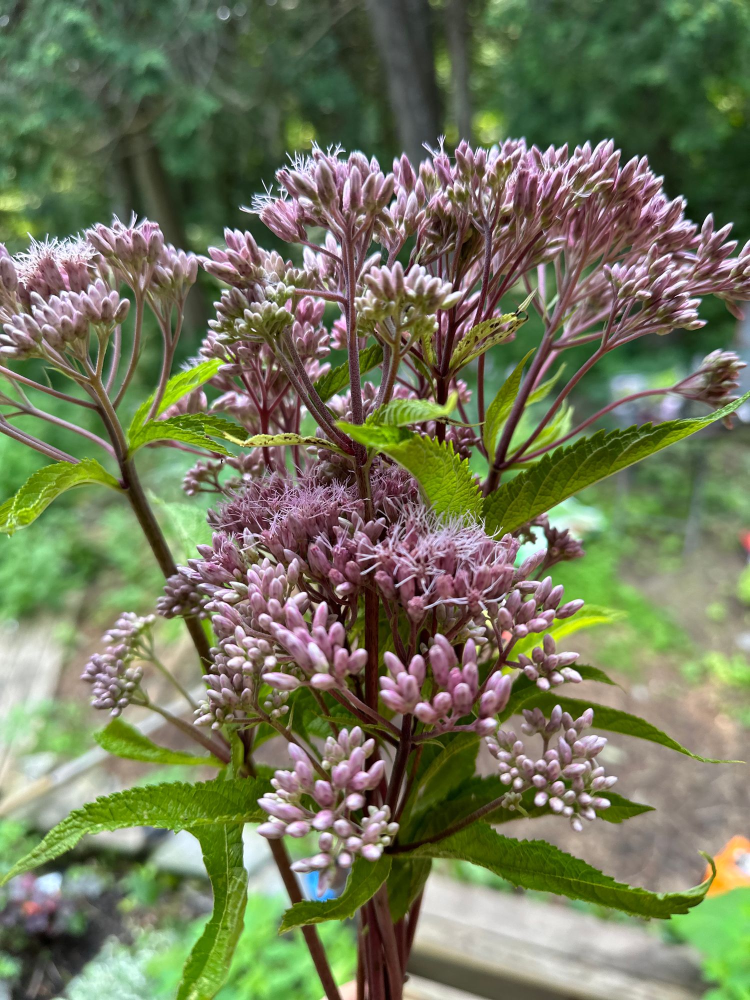 EUTROCHIUM dubium Little Joe