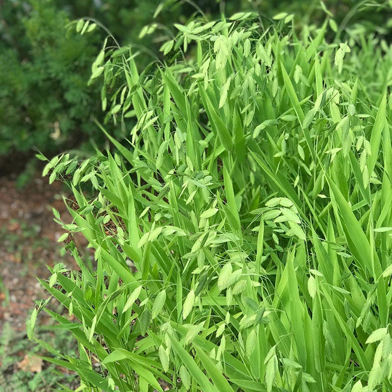 CHASMANTHIUM latifolium