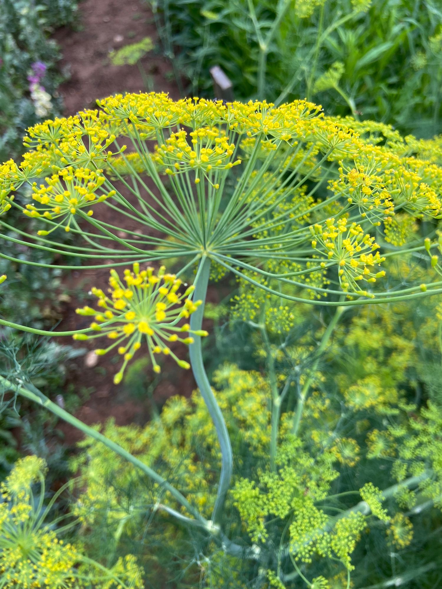 ANETHUM graveolens