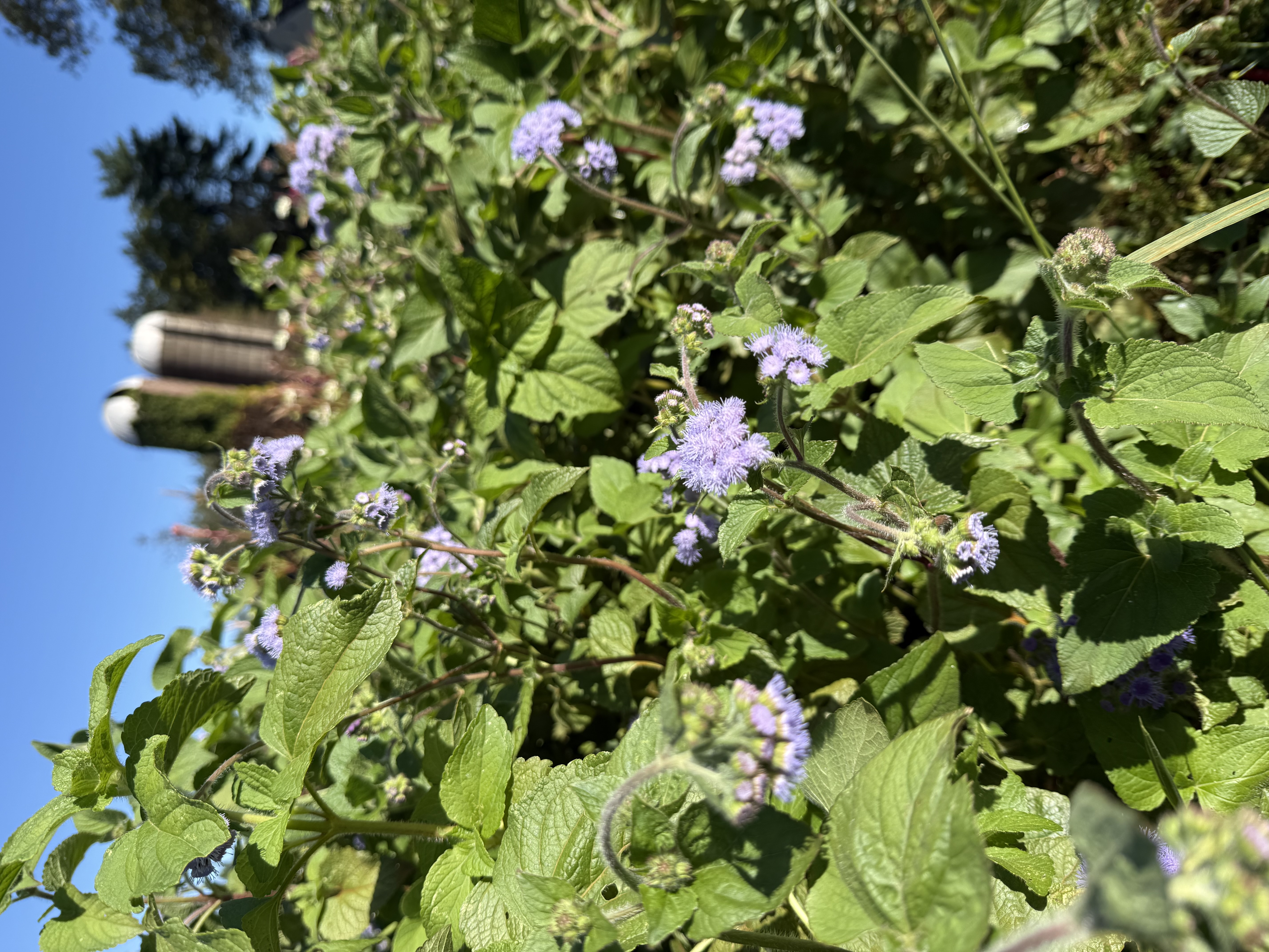 AGERATUM houstonianum Blue Horizon