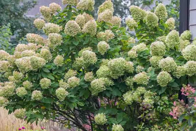 HYDRANGEA paniculata Limelight