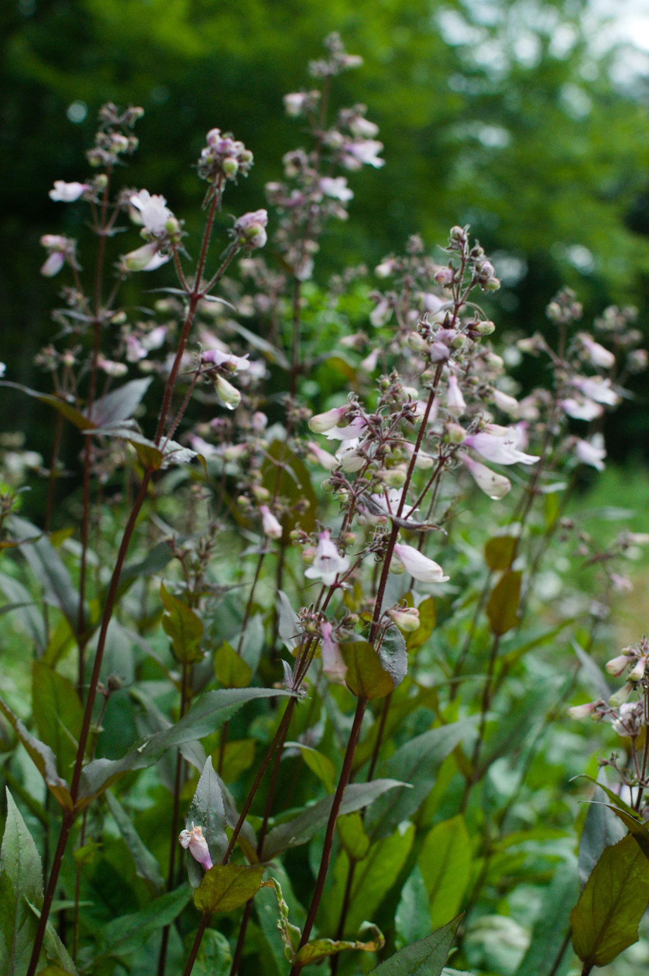 PENSTEMON digitalis Husker's Red