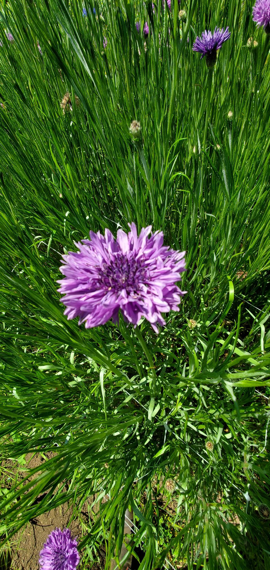 CENTAUREA cyanus Lady Mauve
