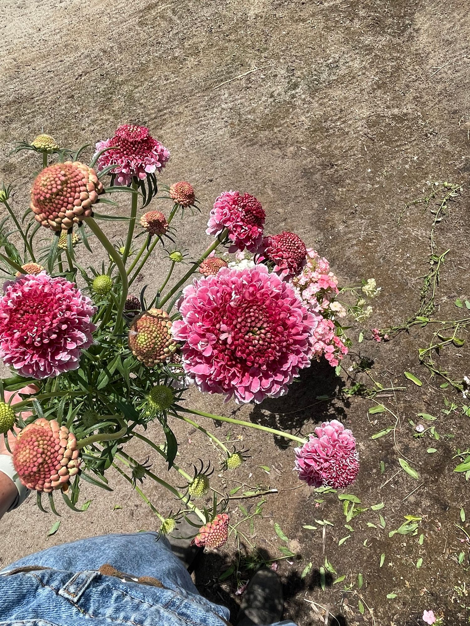 SCABIOSA atropurpurea x caucasica Focal Scoop Strawberry Hoop