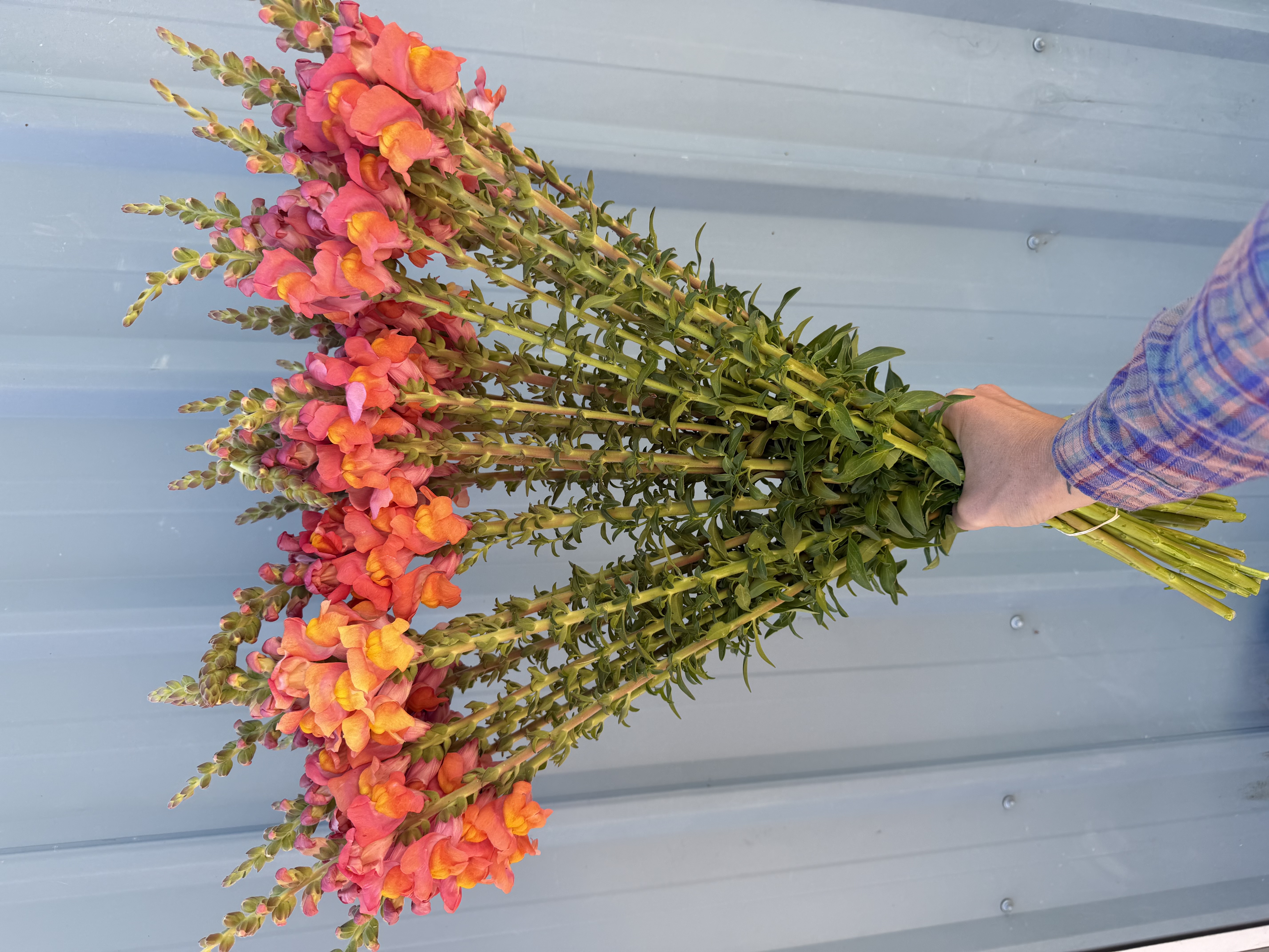 ANTIRRHINUM majus Potomac Dark Orange
