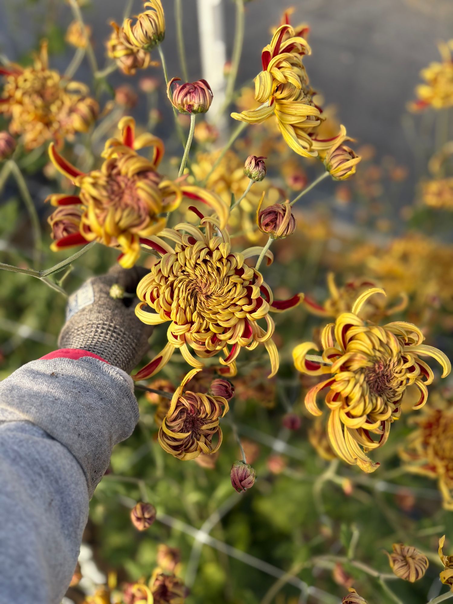 CHRYSANTHEMUM x Nijin Bigo