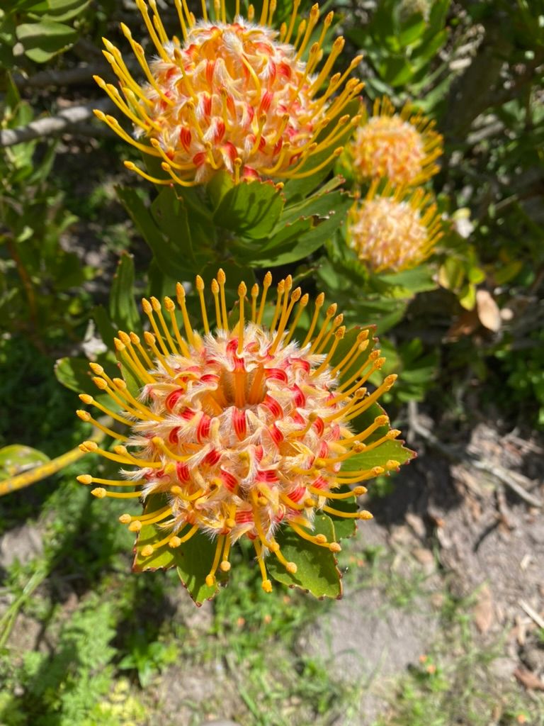 LEUCOSPERMUM