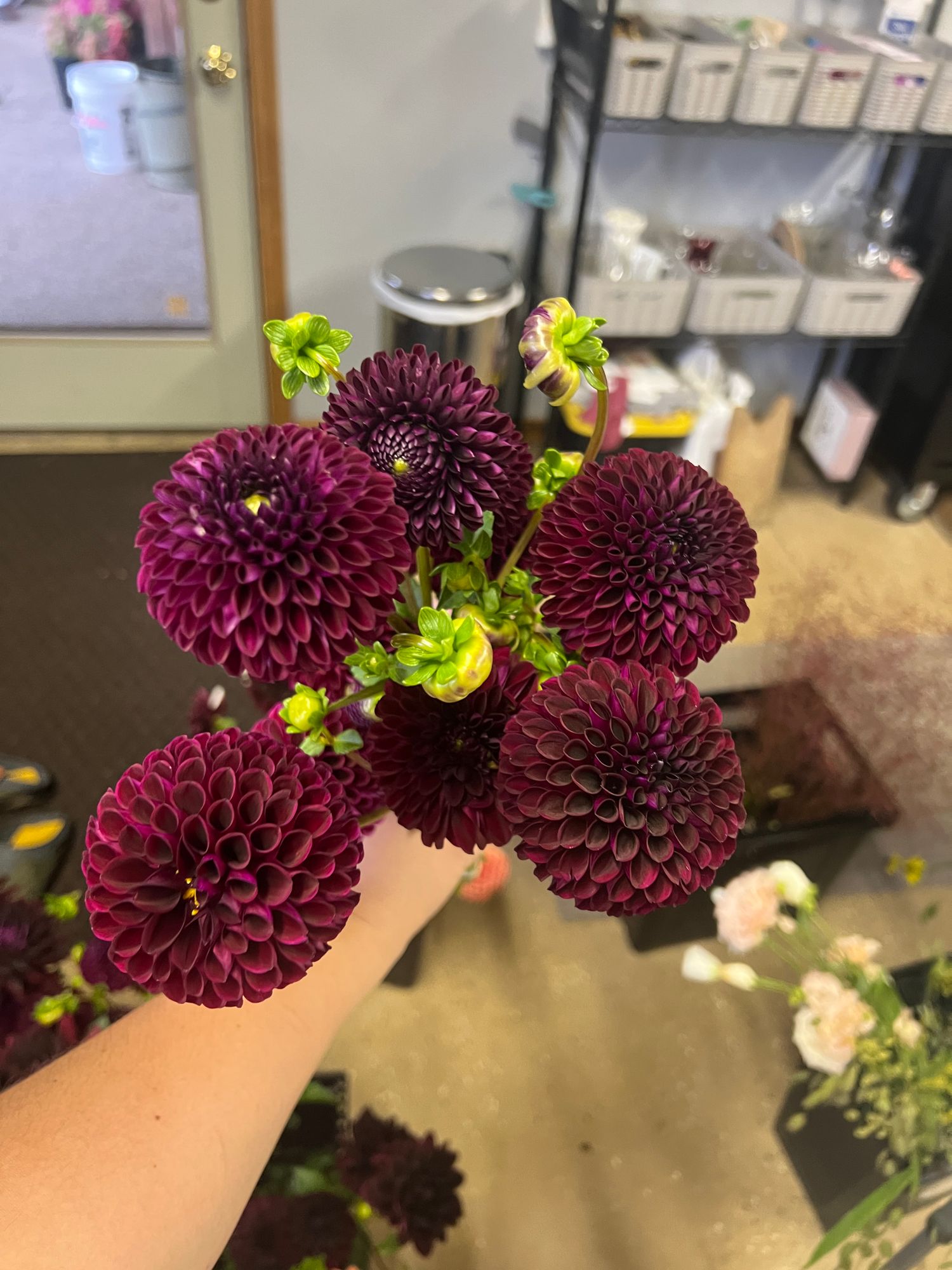 DAHLIA Skipley Snoho Bill