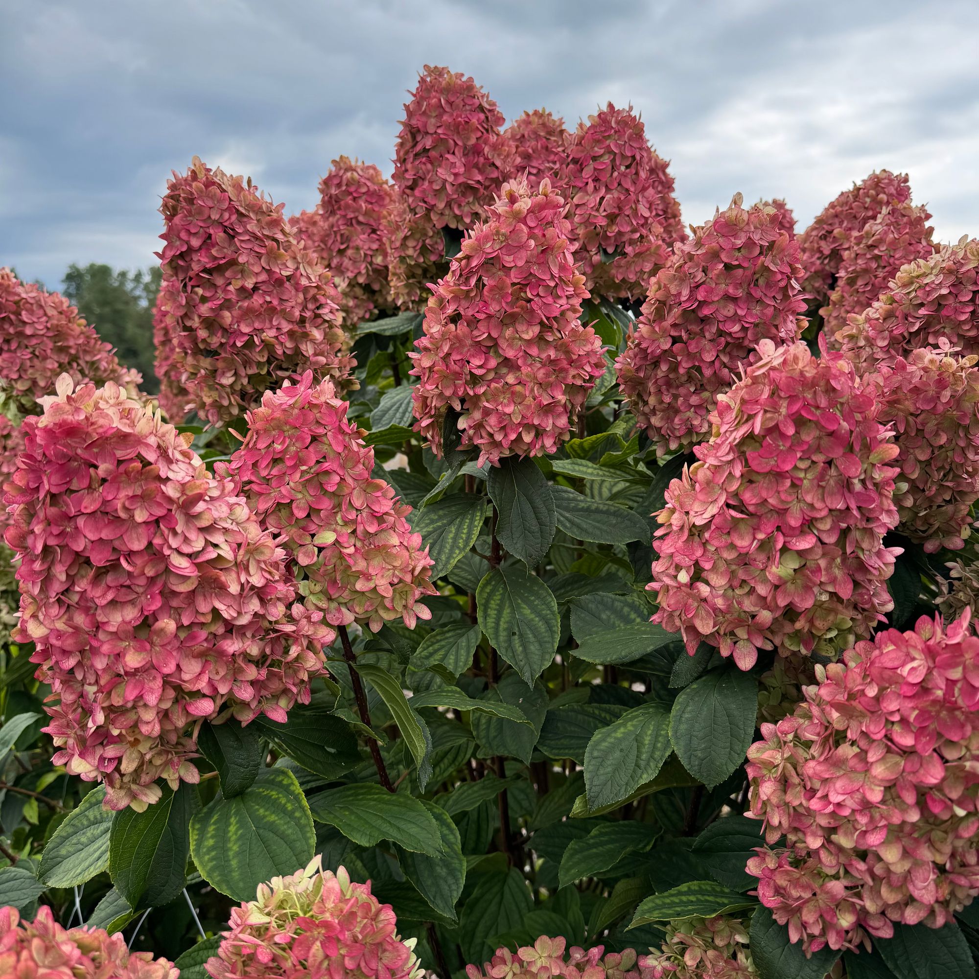 HYDRANGEA paniculata Limelight Prime