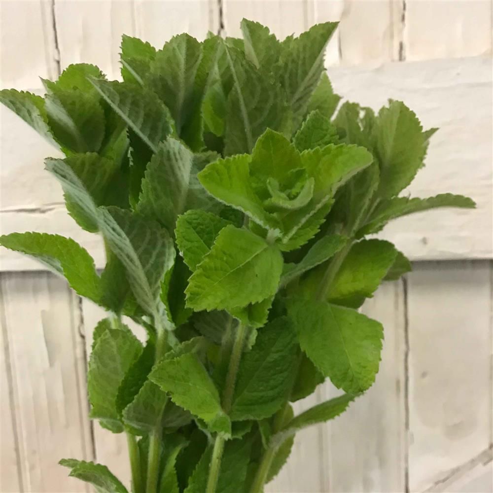 MENTHA suaveolens