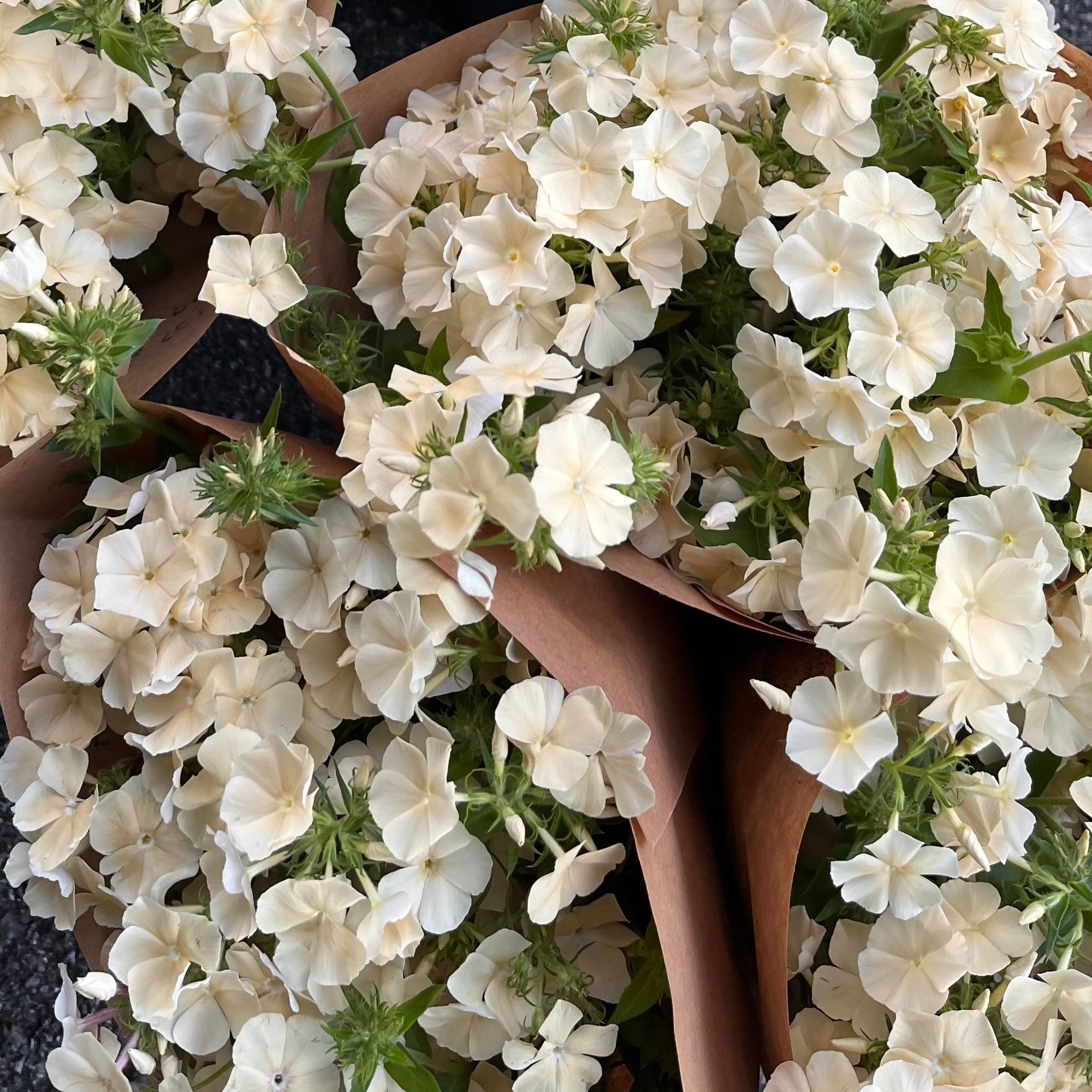 PHLOX drummondii Dulce de Leche