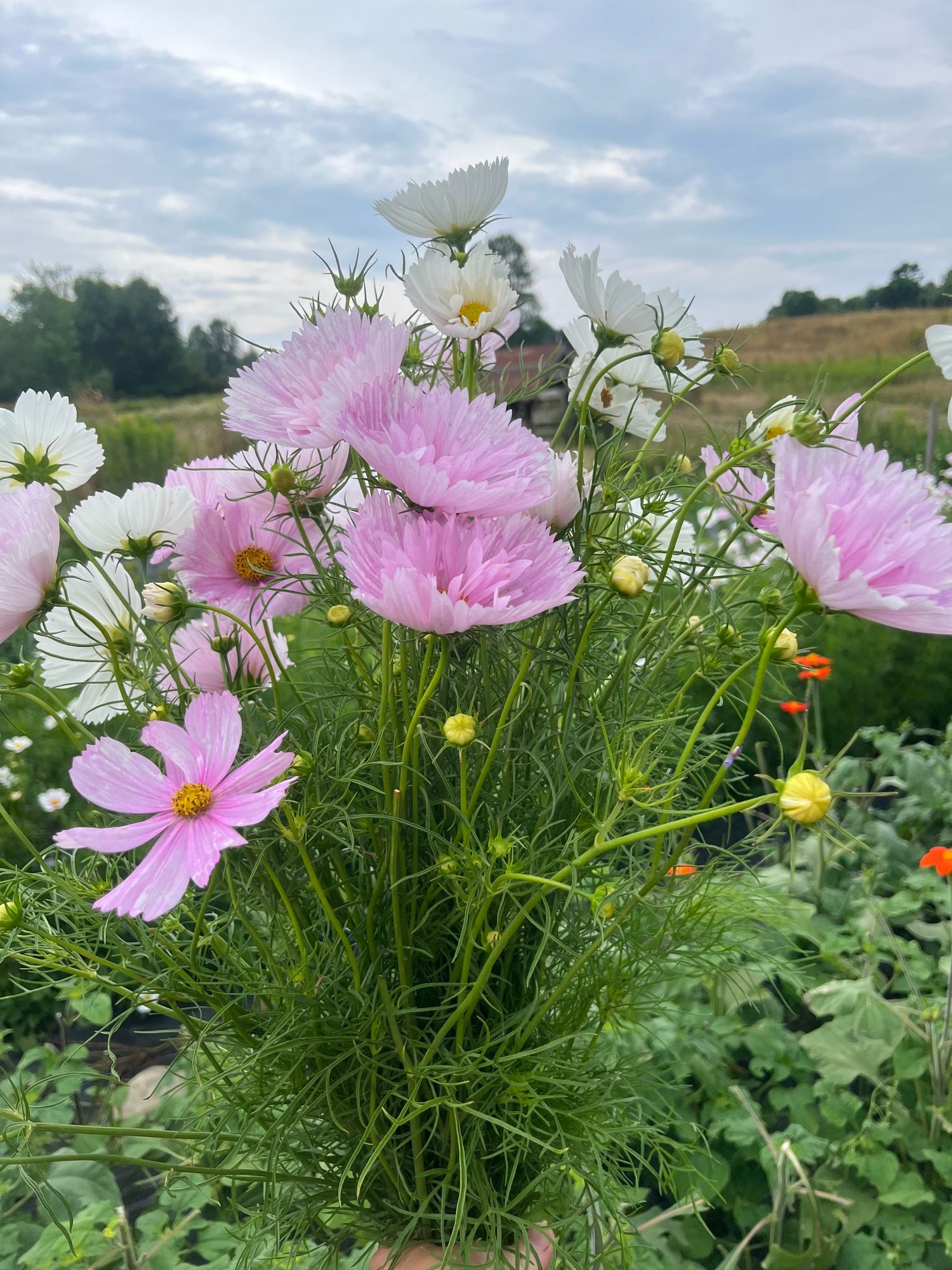 COSMOS bipinnatus Cupcakes
